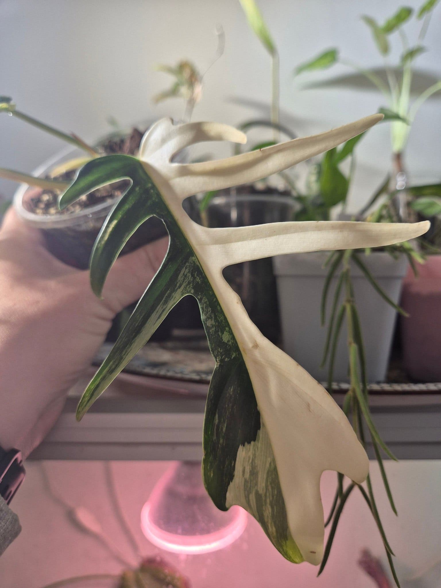 Philodendron Florida Beauty x Tortum – rotad hybrid