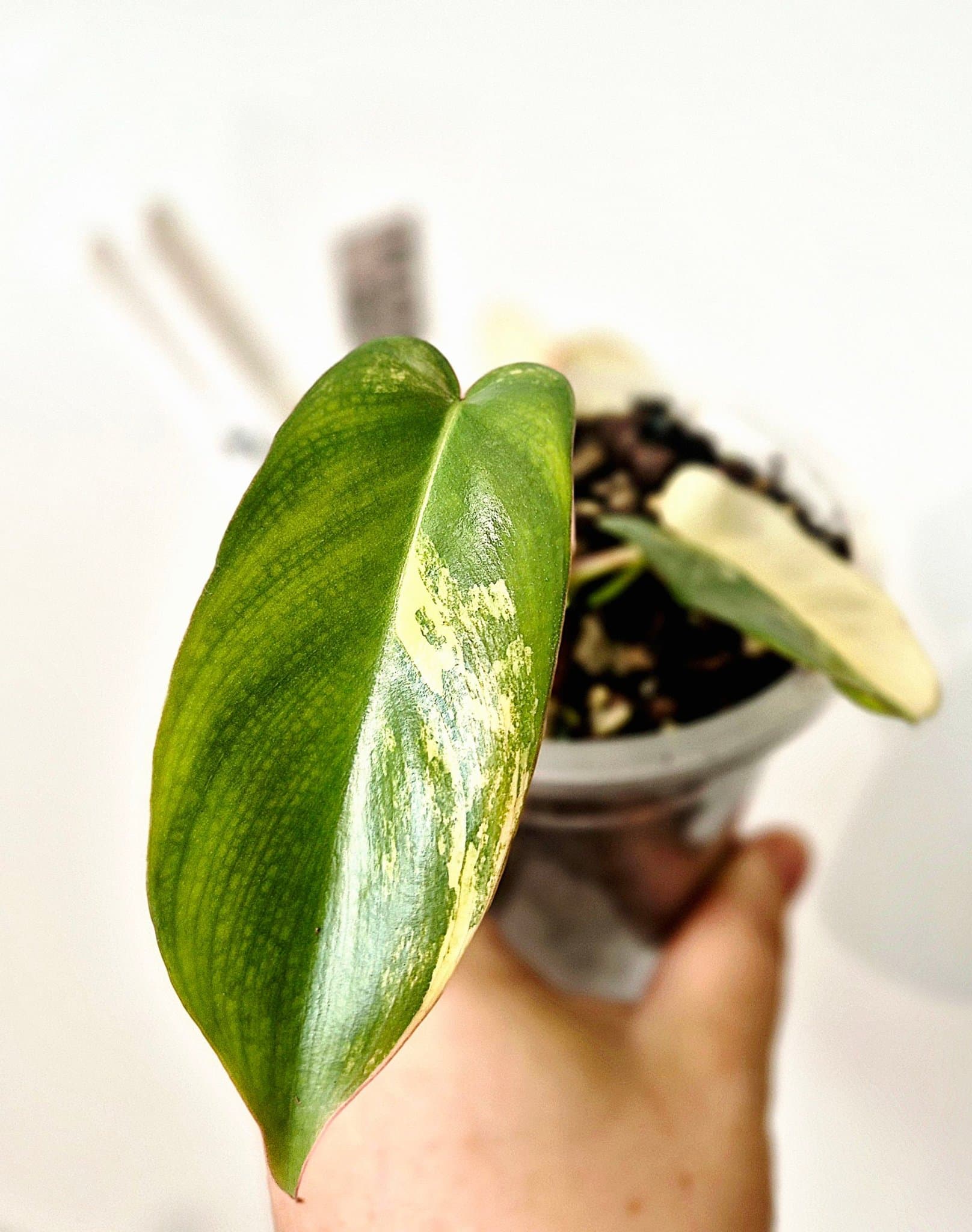 Philodendron Florida Beauty x Paraiso Verde – variegerad rotad hybrid