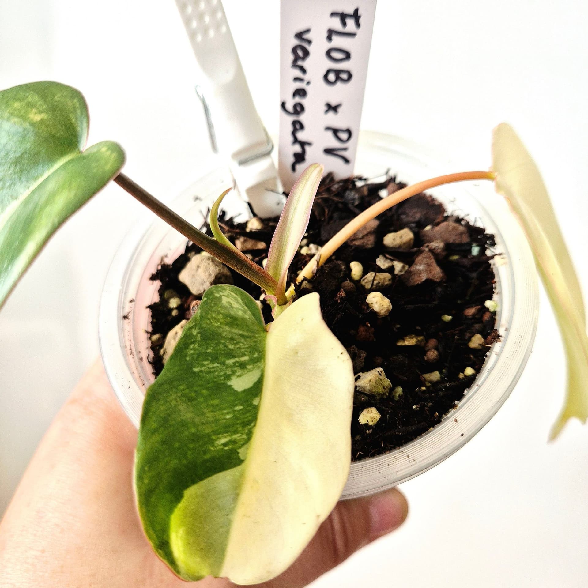 Philodendron Florida Beauty x Paraiso Verde – variegerad rotad hybrid