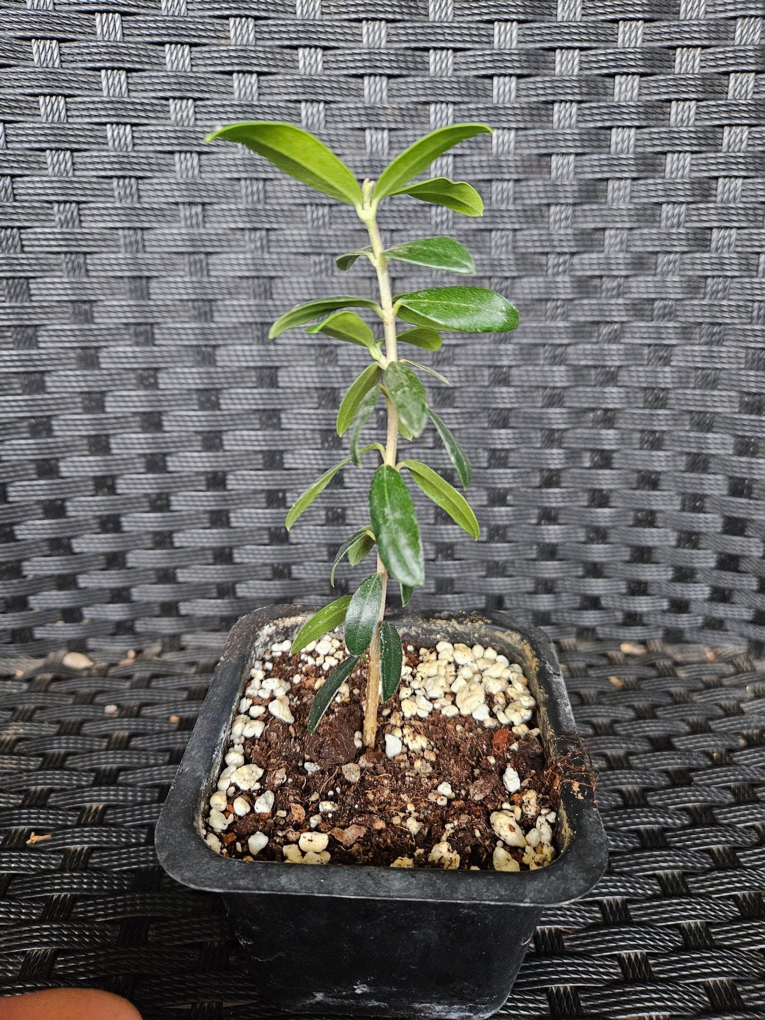 Wild Olive Tree rooted cutting