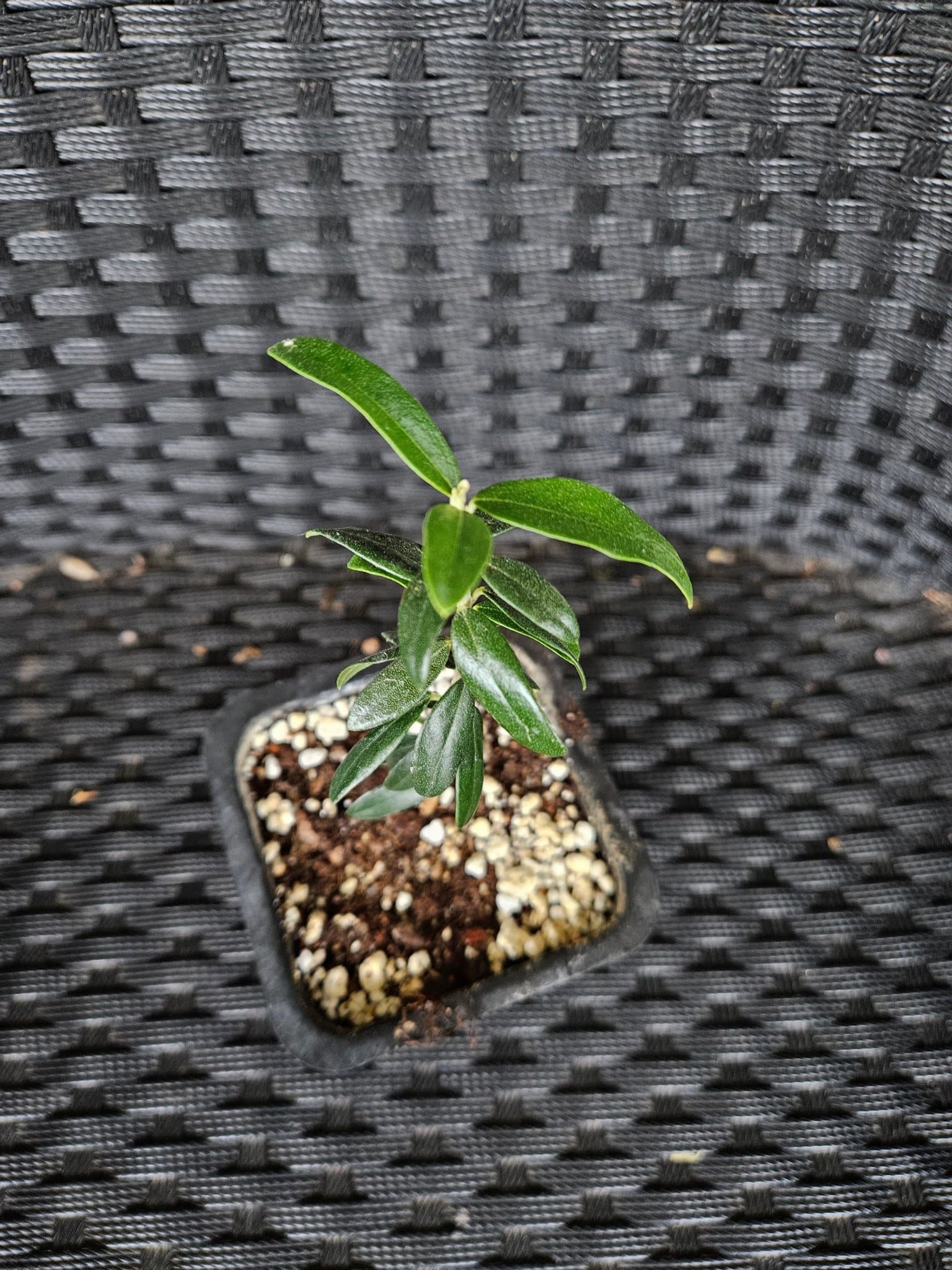 Wild Olive Tree rooted cutting