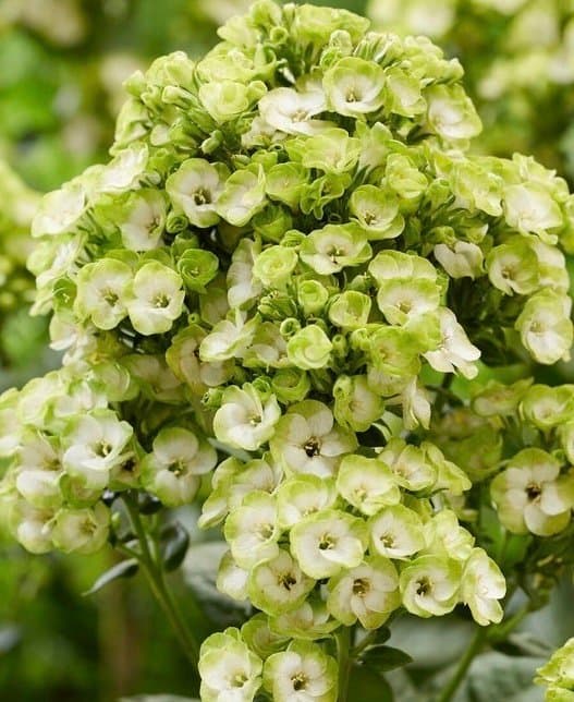 Höstflox Jade
