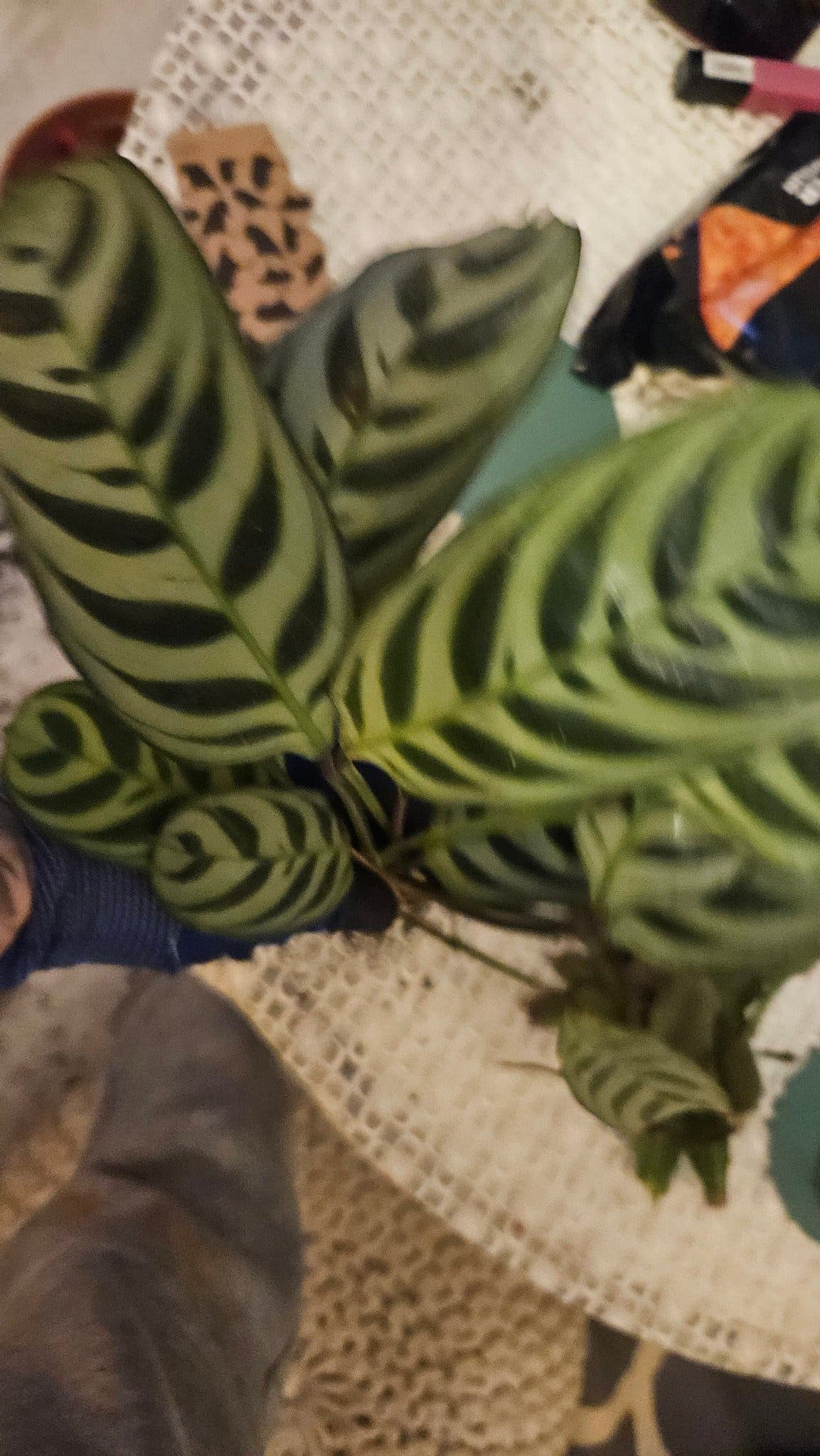 Calathea Makoyana planta