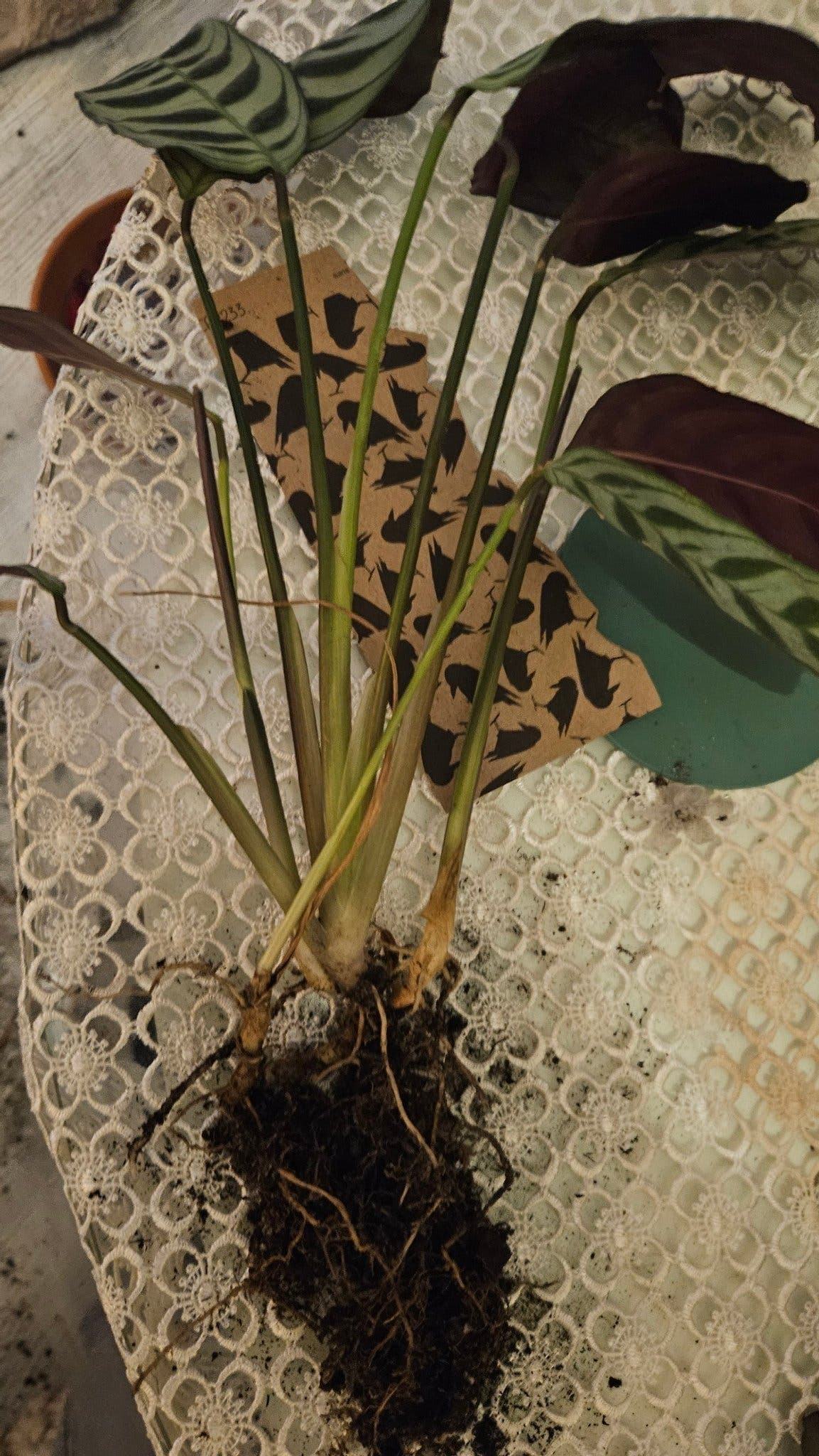 Calathea Makoyana planta