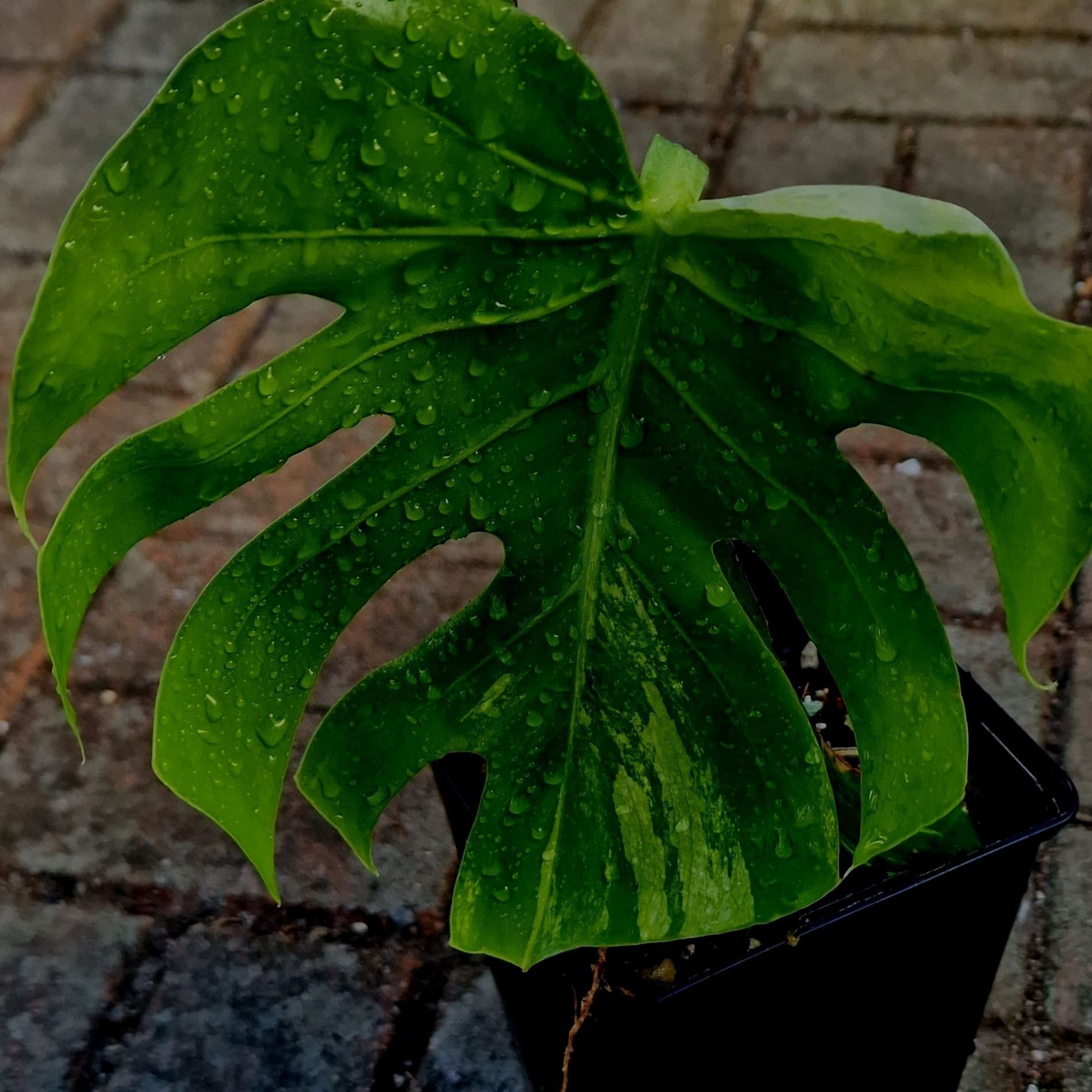 XXL - Monstera Deliciosa Larg form mint noid
