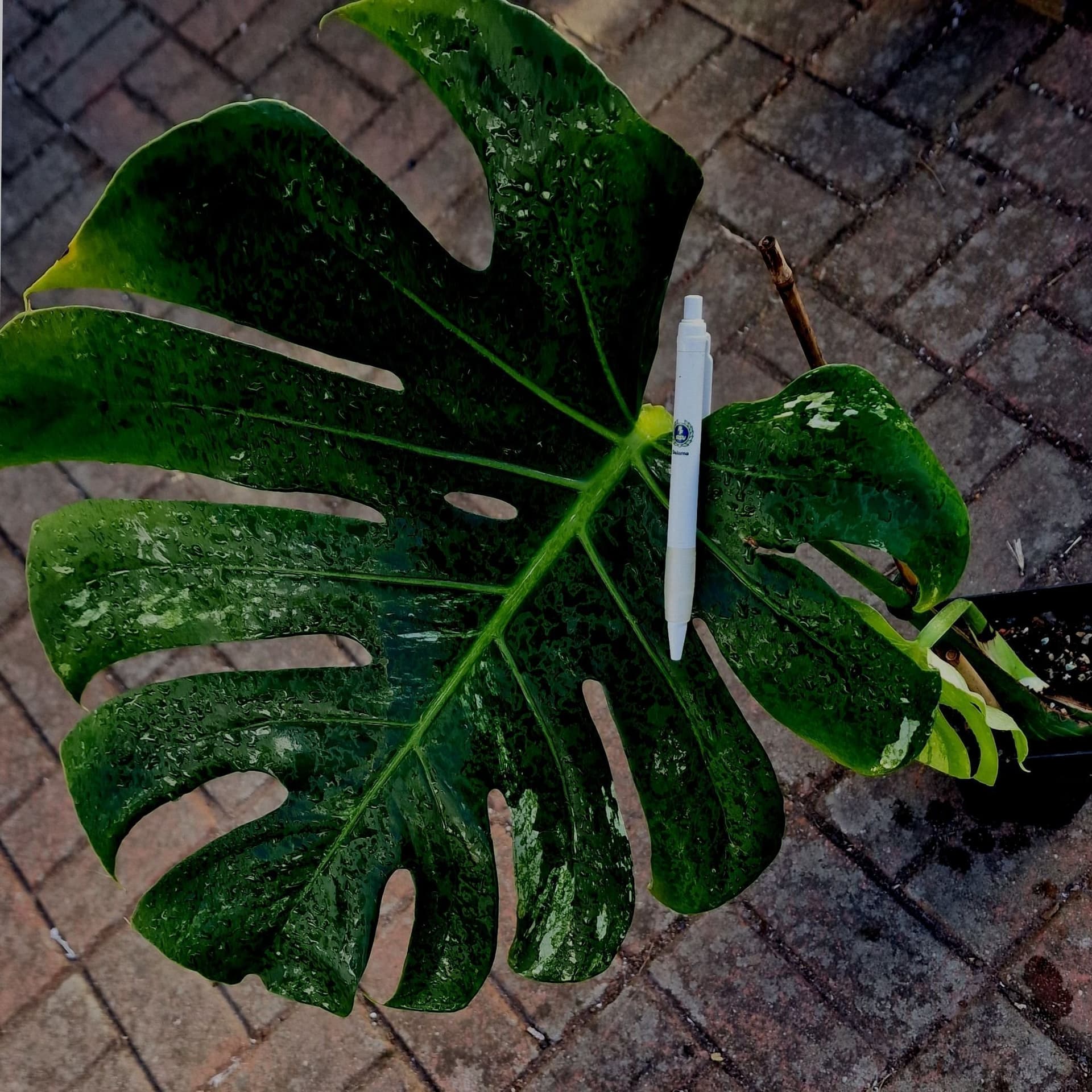 XXL - Monstera Deliciosa Larg form mint noid