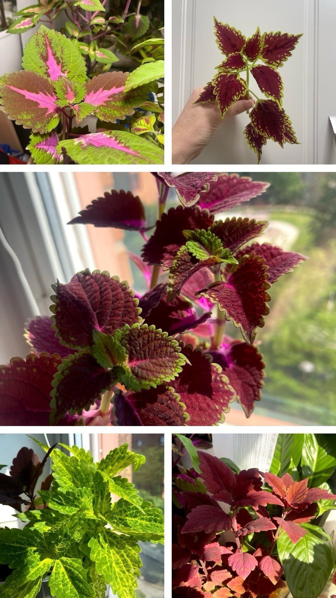 Fem olika palettblad, Coleus