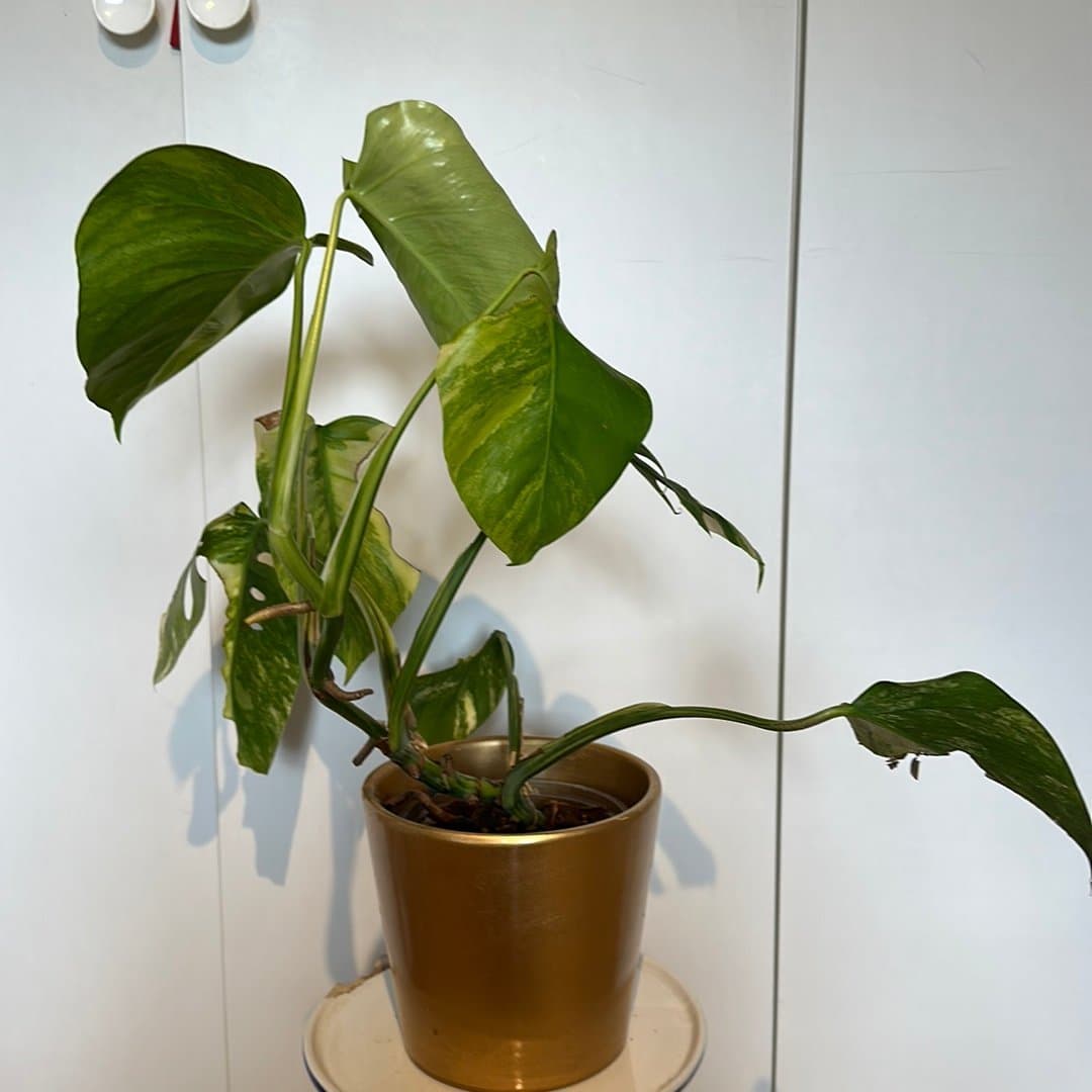 Monstera aurea