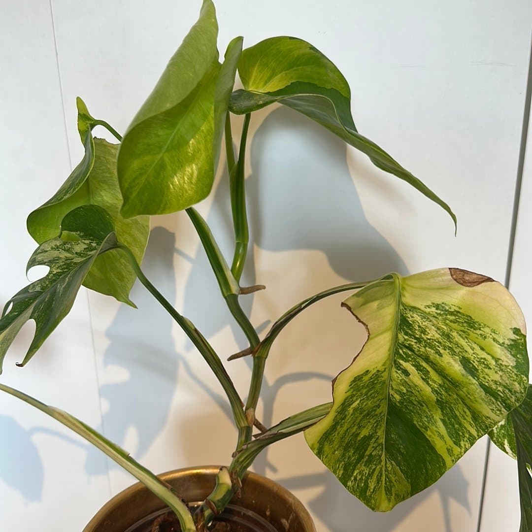 Monstera aurea