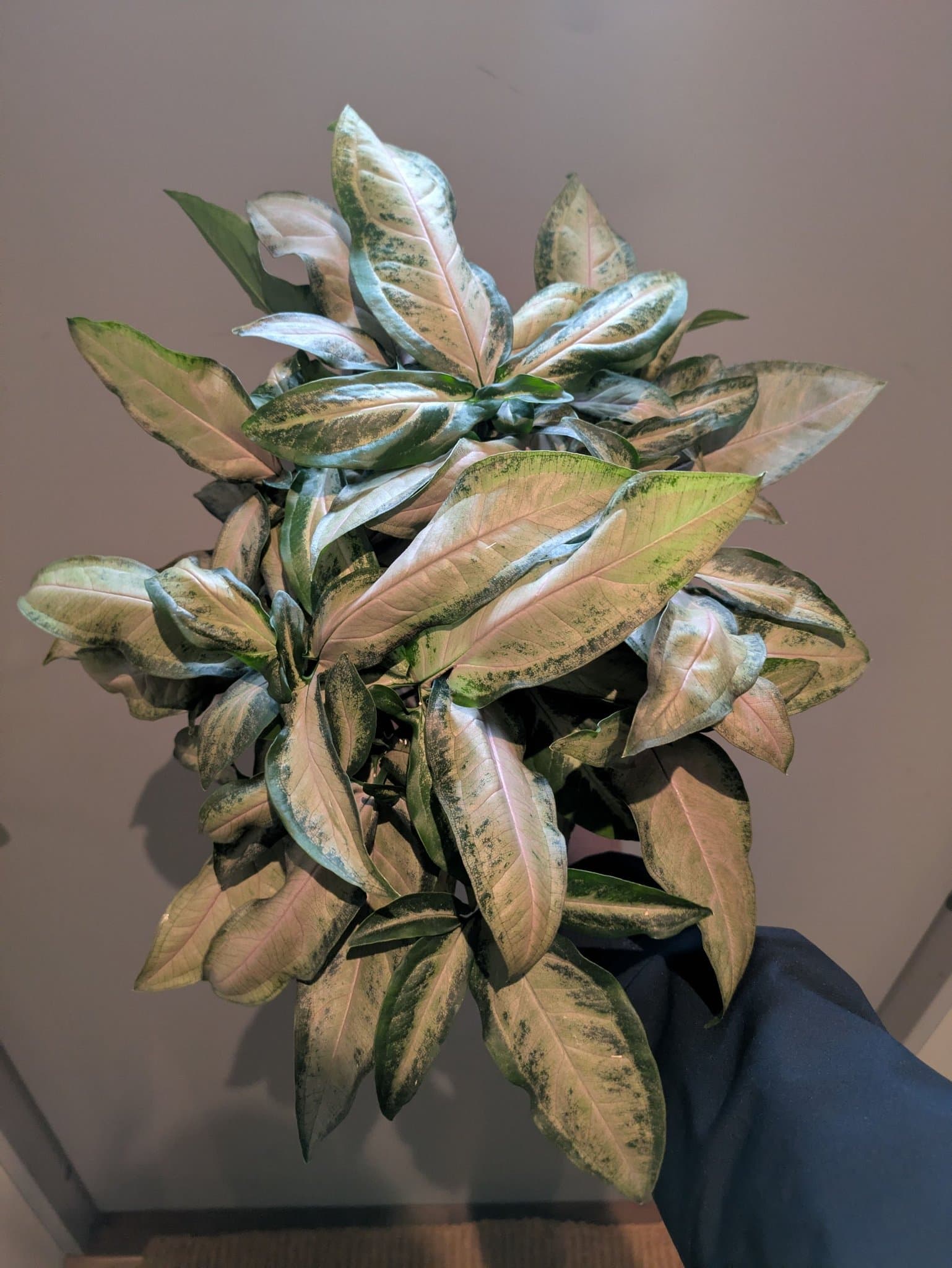 Syngonium Black Pink. Välrotad planta med fina rosa toner.