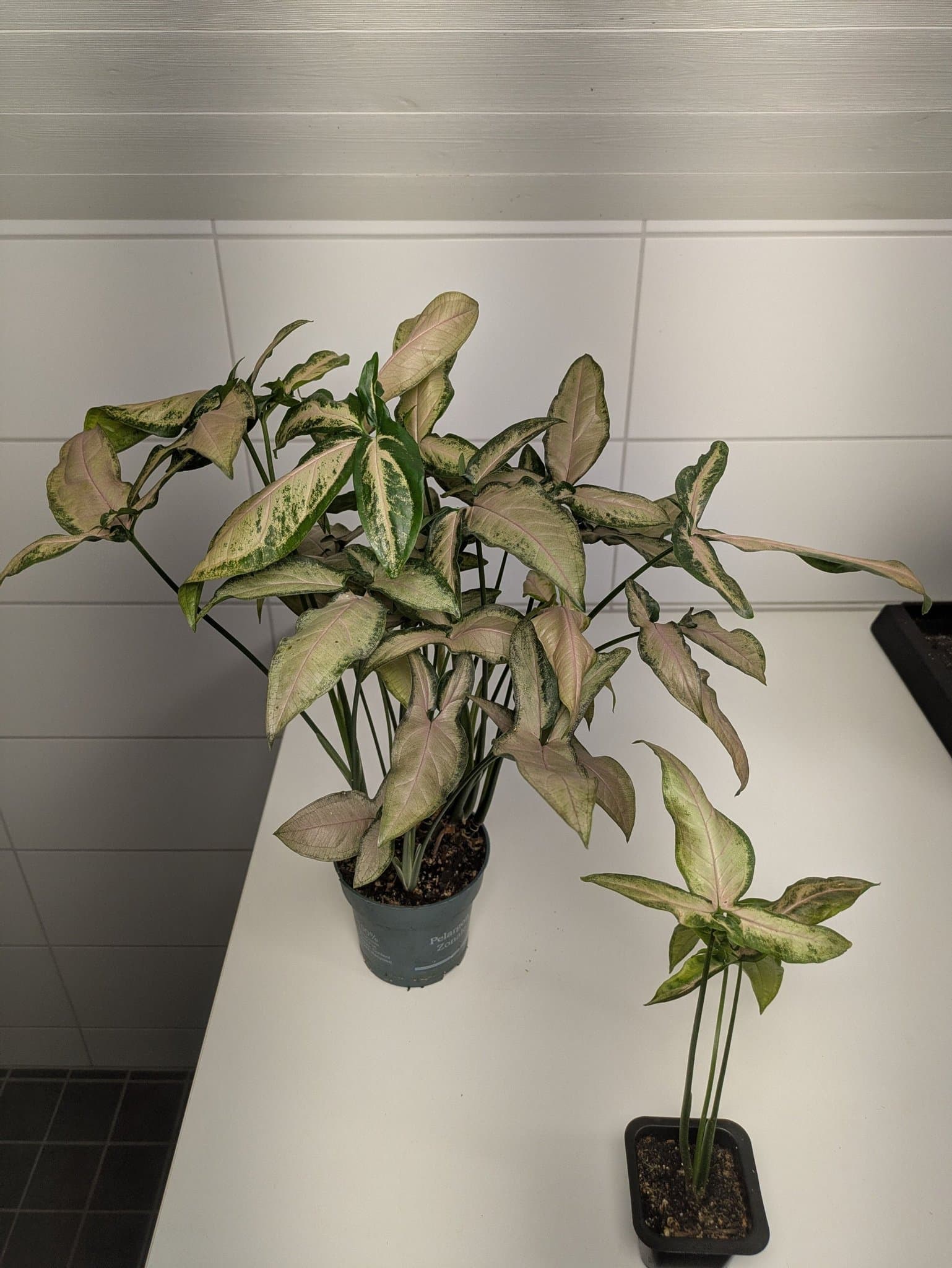Syngonium Black Pink. Välrotad planta med fina rosa toner.