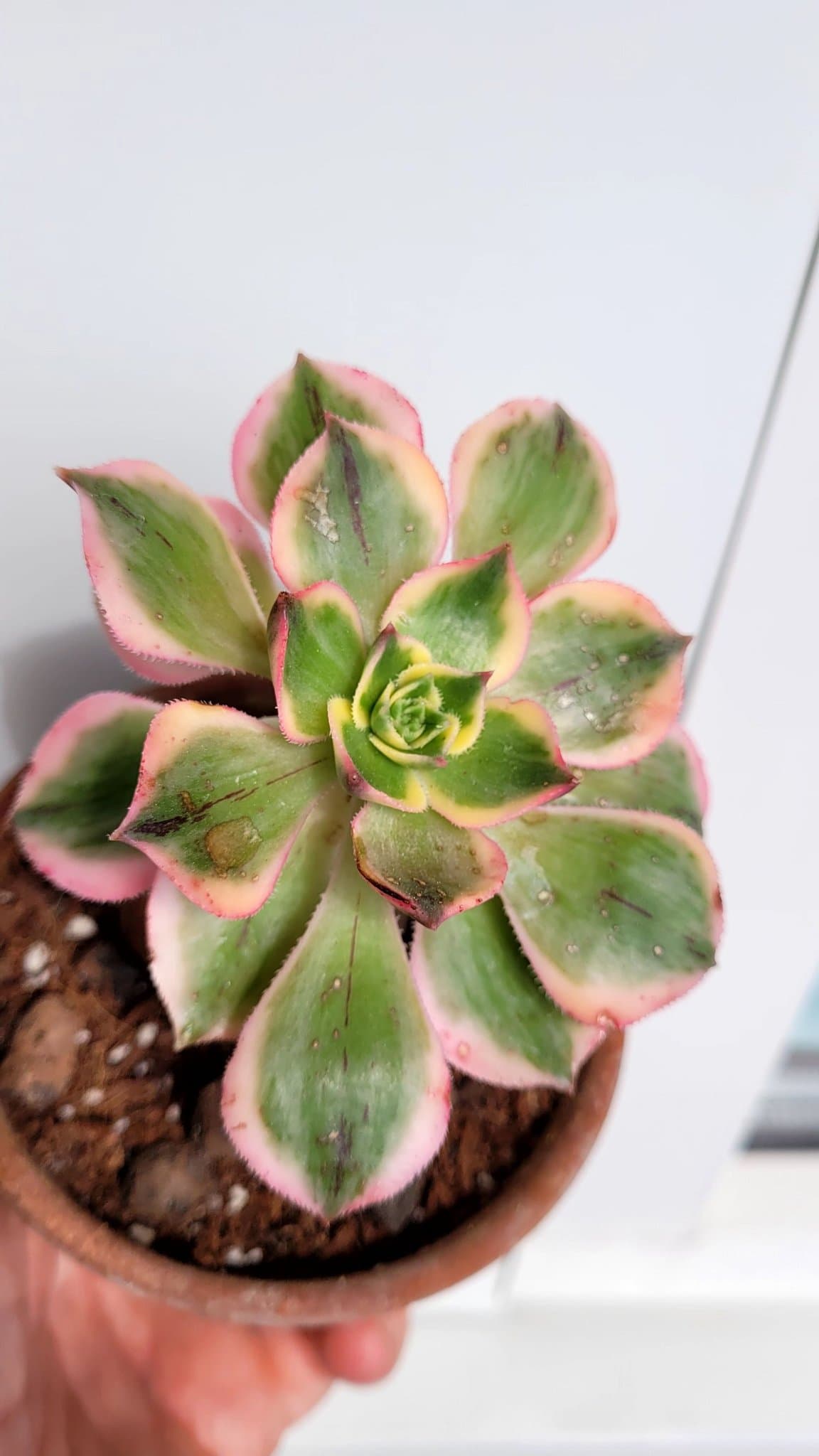 Aeonium Kiwi variegata tricolor