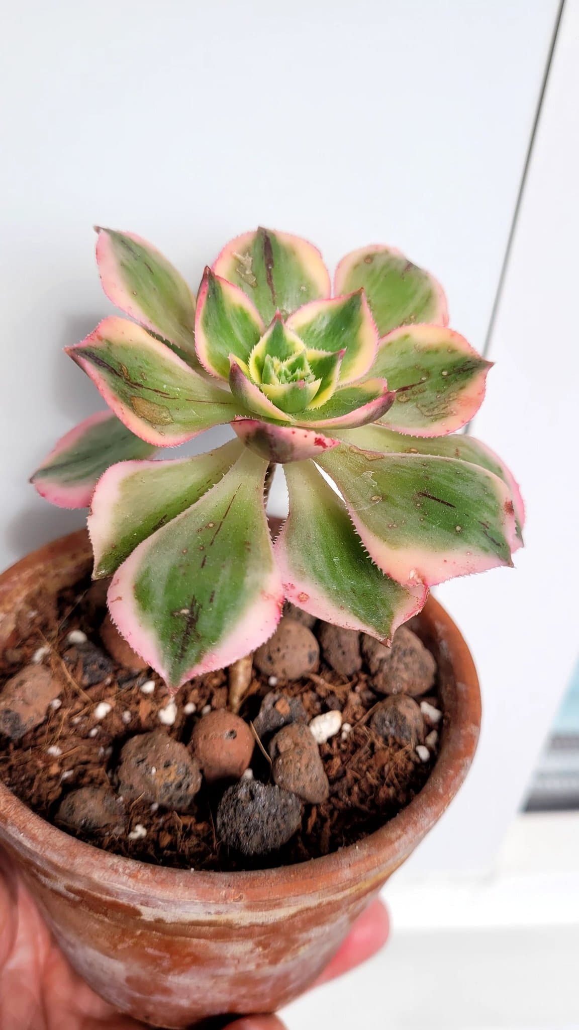 Aeonium Kiwi variegata tricolor