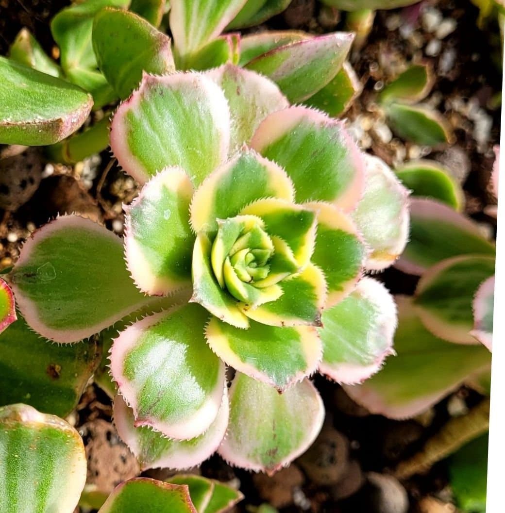 Aeonium 'Kiwi' variergata trricolor