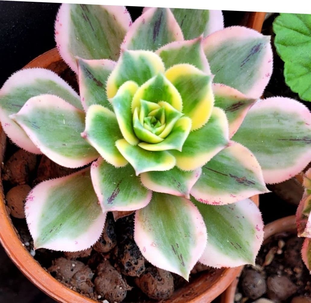 Aeonium 'Kiwi' variergata trricolor