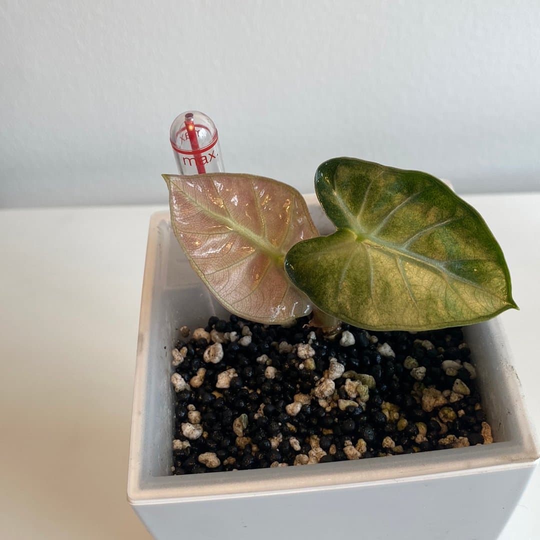 Alocasia Heart Baloon Pink