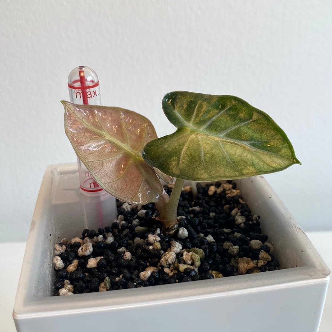 Alocasia Heart Baloon Pink