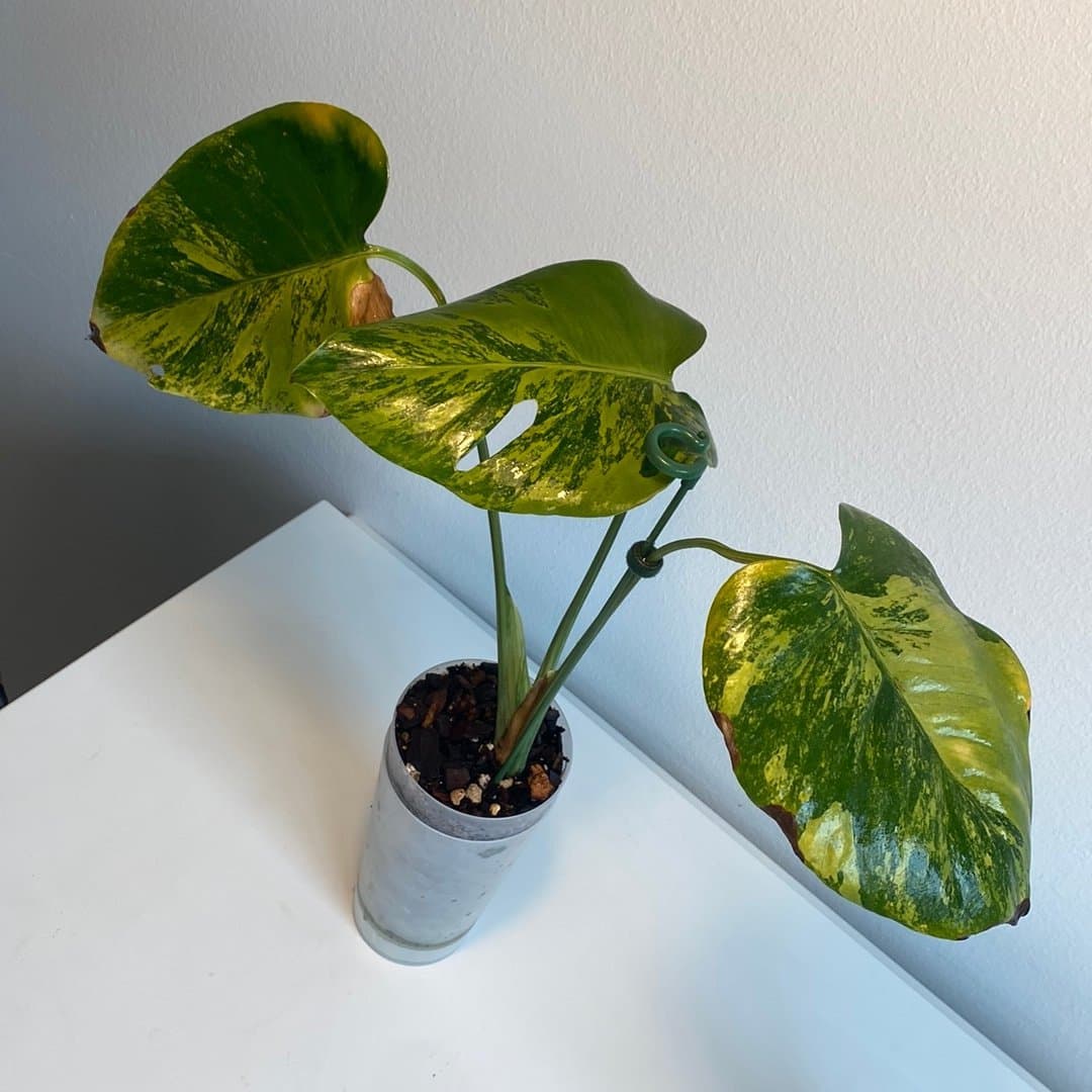 Monstera Deliciosa Green Tea ” Raritet ”