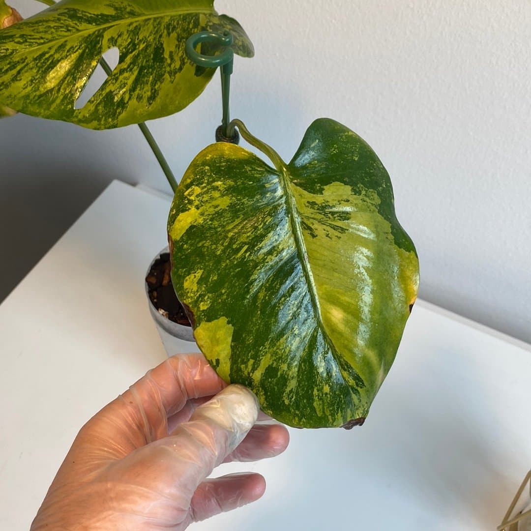 Monstera Deliciosa Green Tea ” Raritet ”