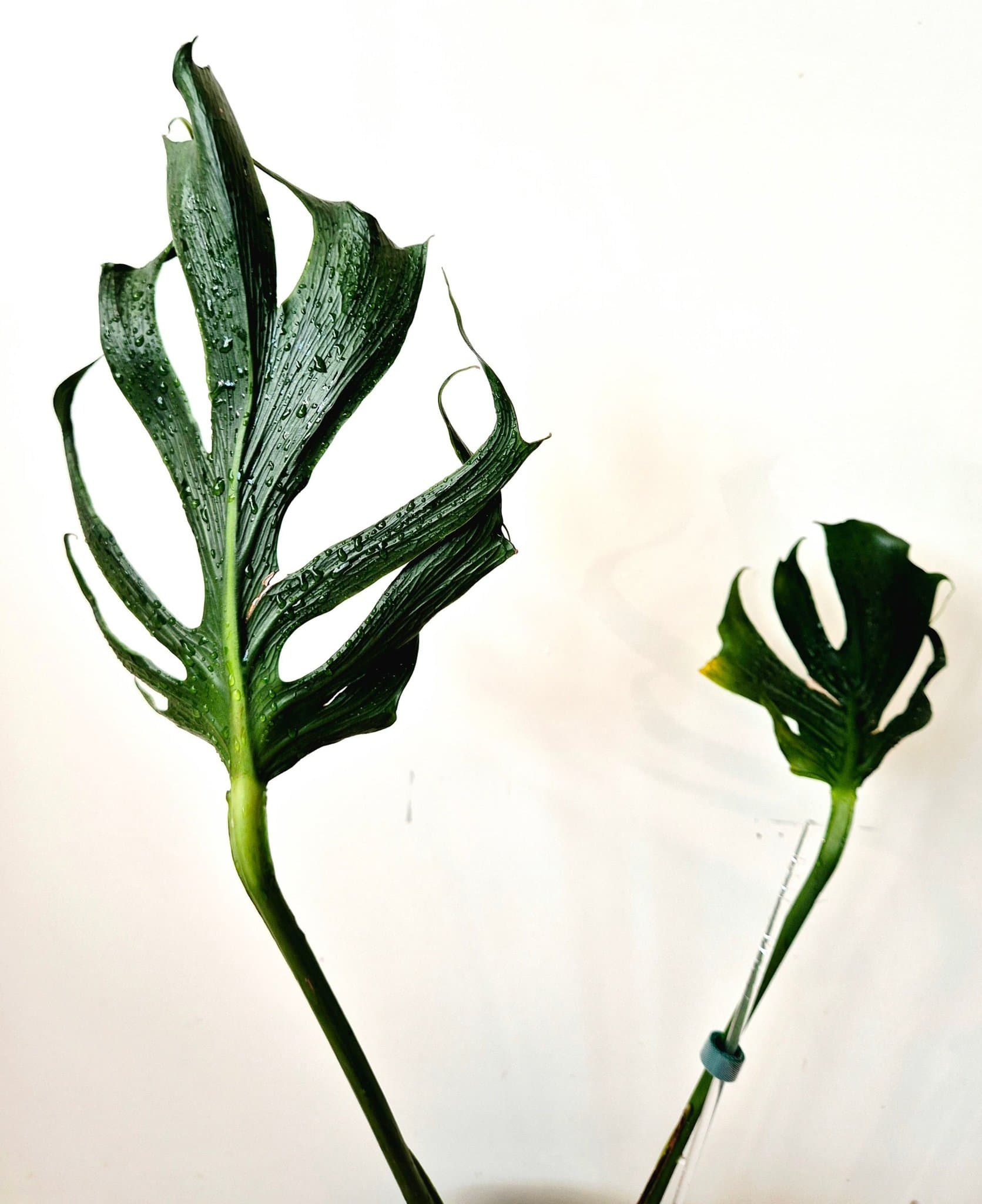 Monstera deliciosa ’Unniiae’