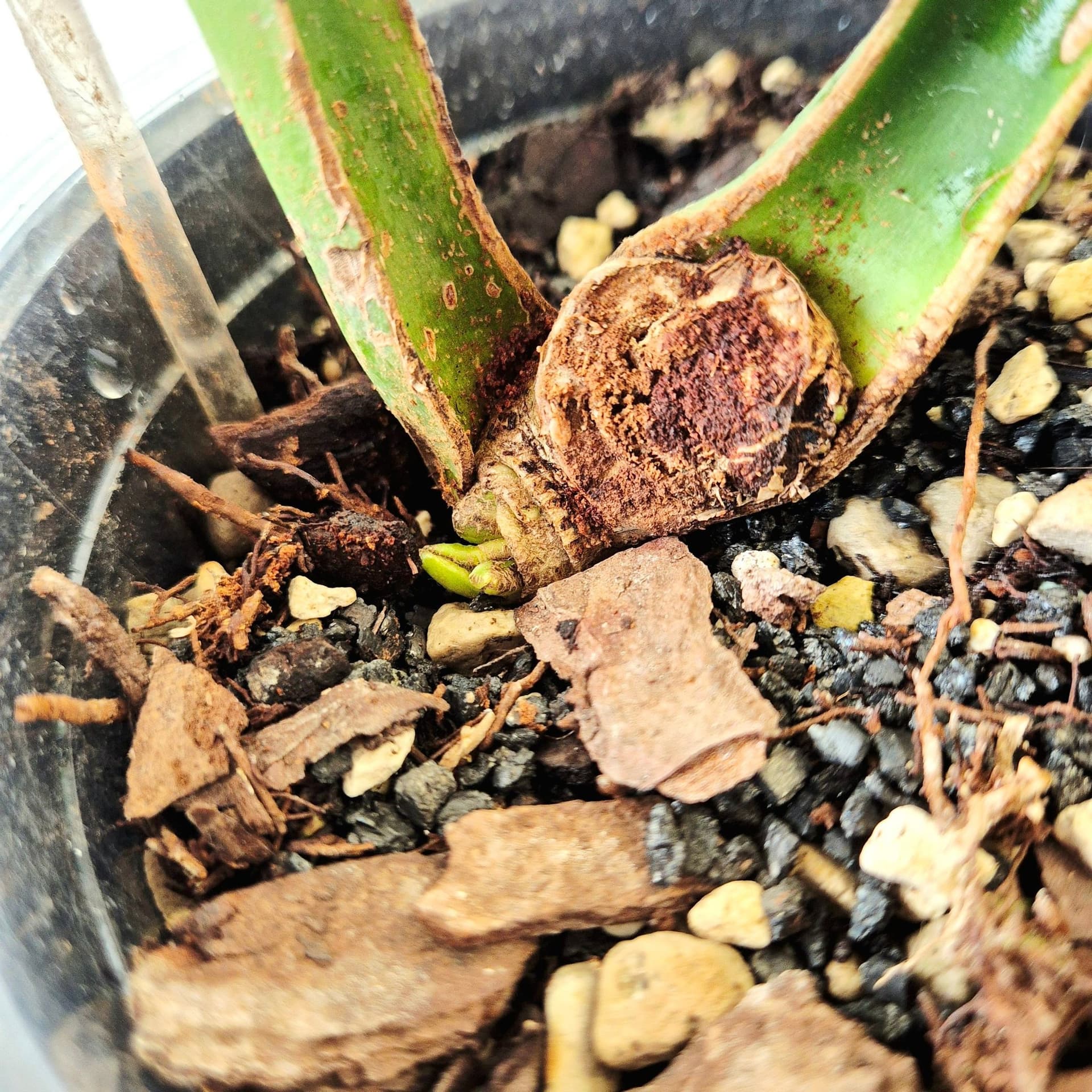 Monstera deliciosa ’Unniiae’