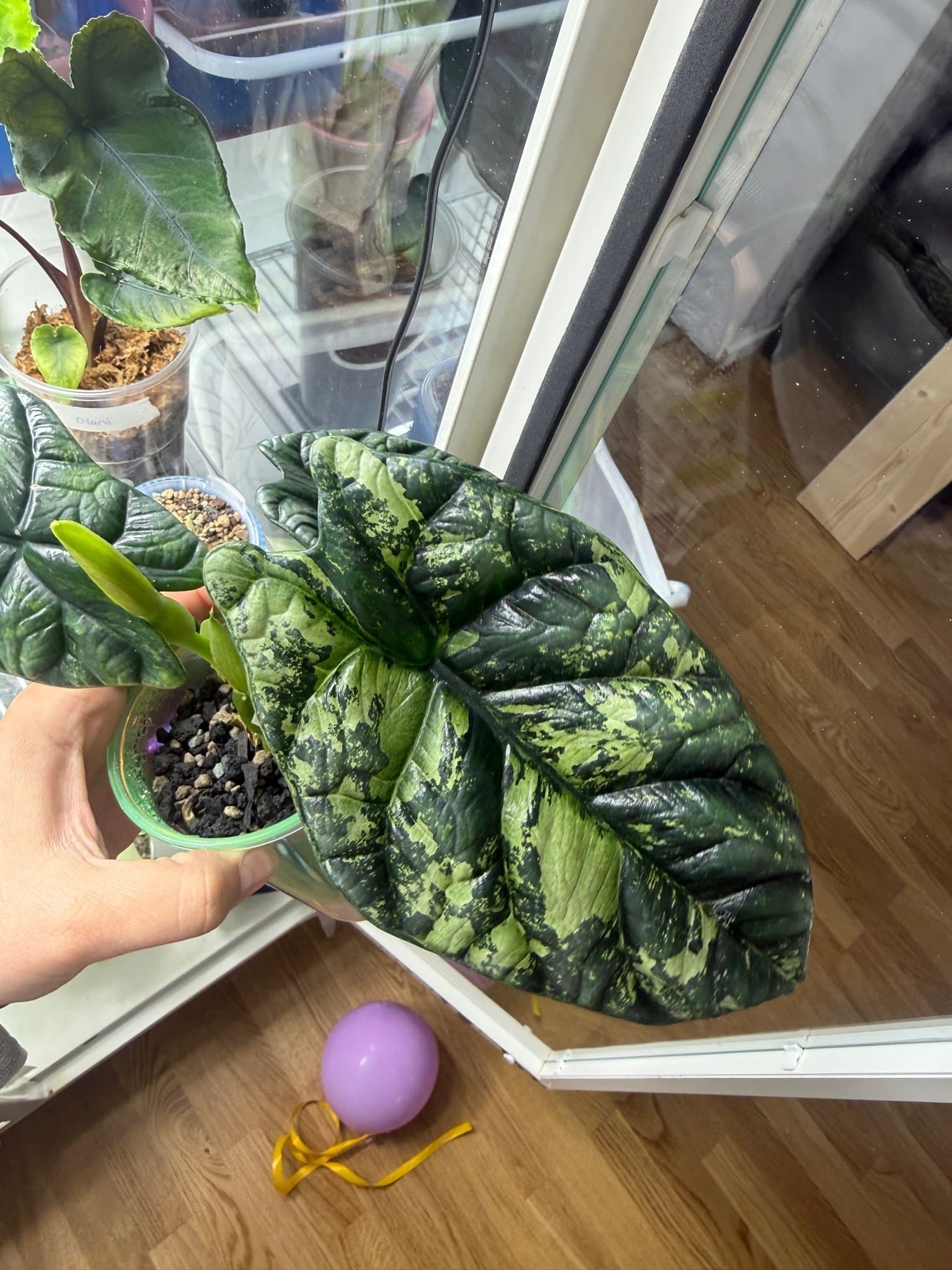Alocasia Sinuata aurea corm