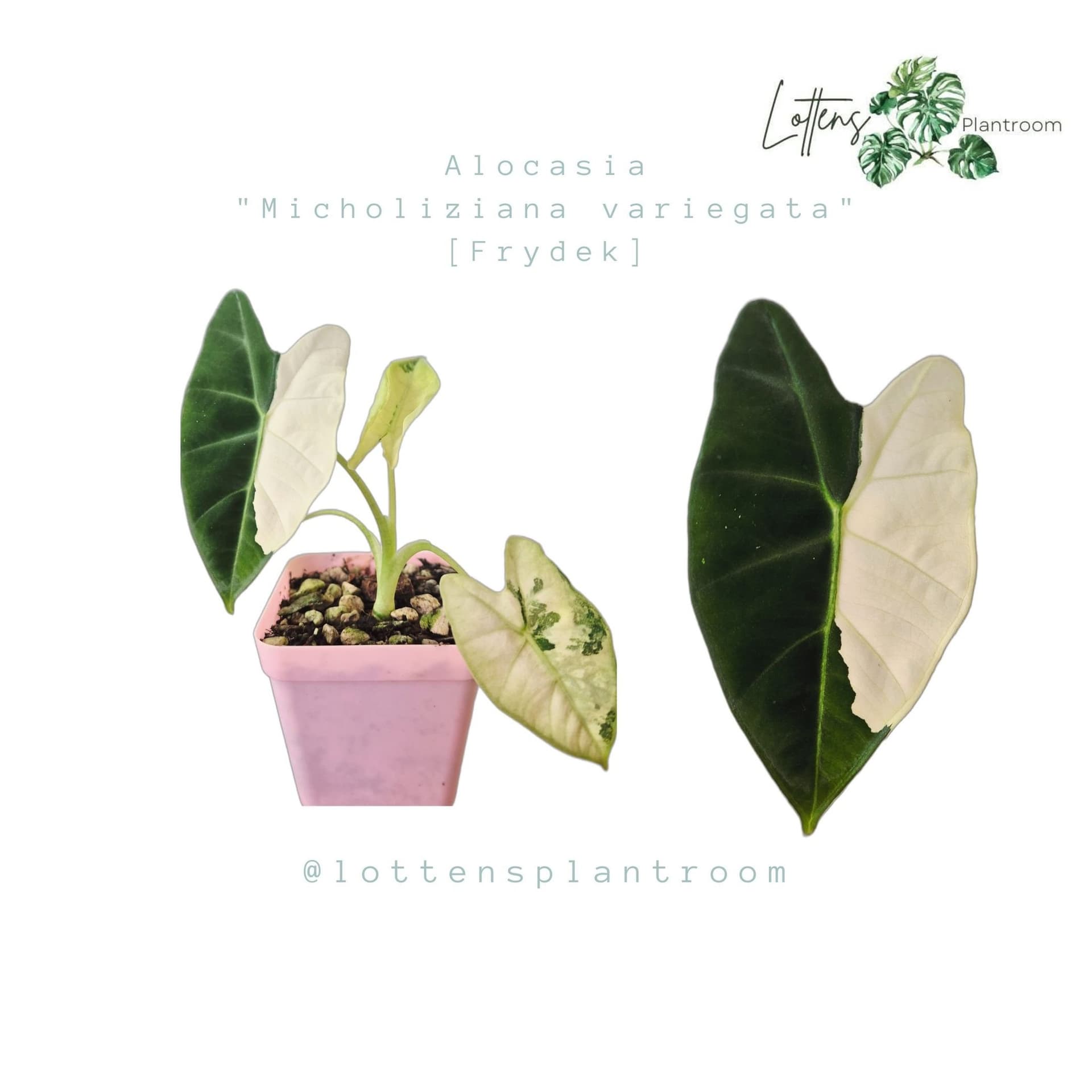 Alocasia Micholitziana Variegata Frydek