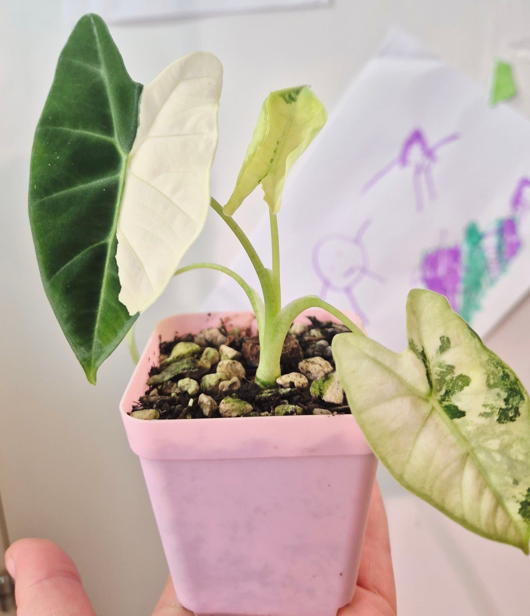 Alocasia Micholitziana Variegata Frydek