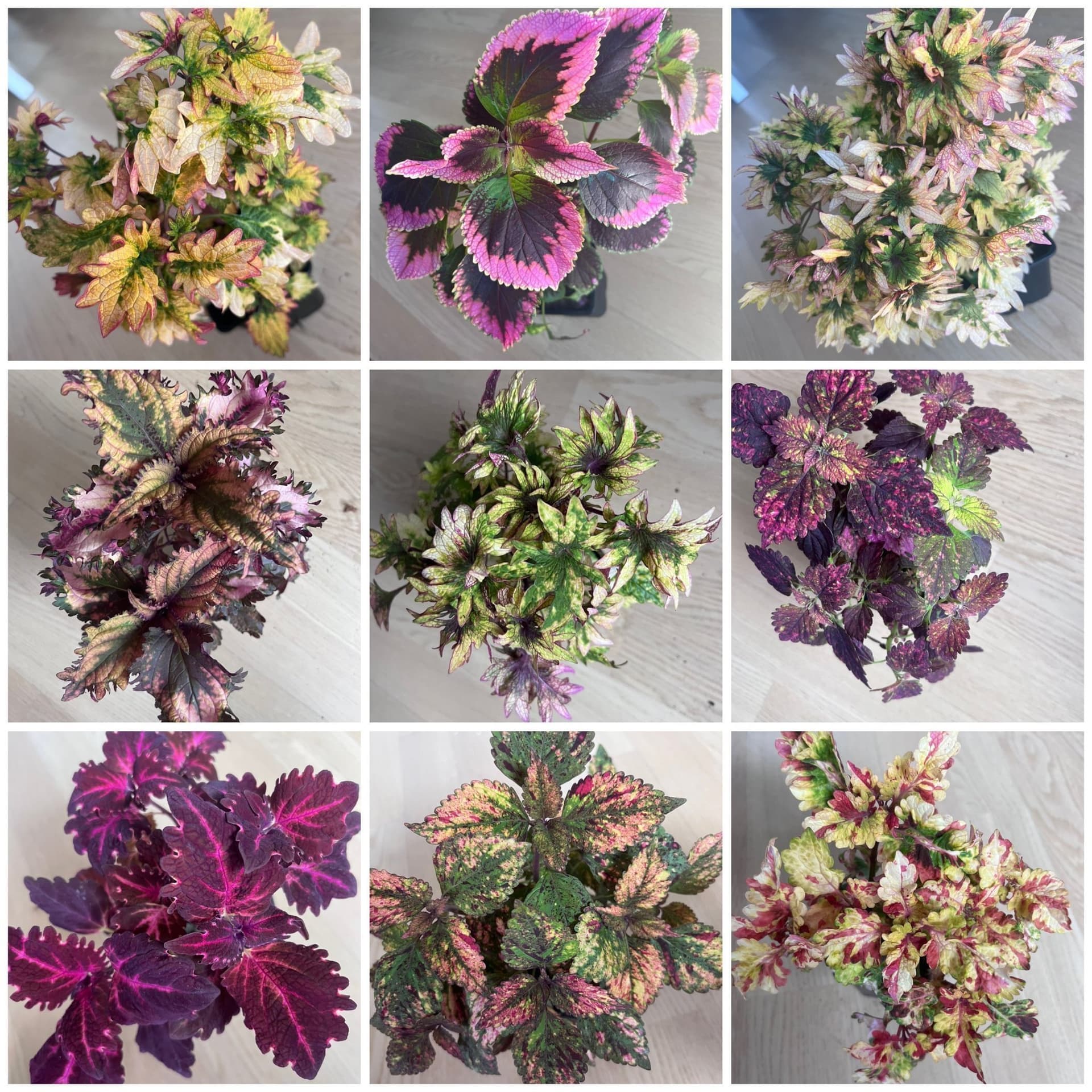 6 sticklingar, paket, palettblad coleus