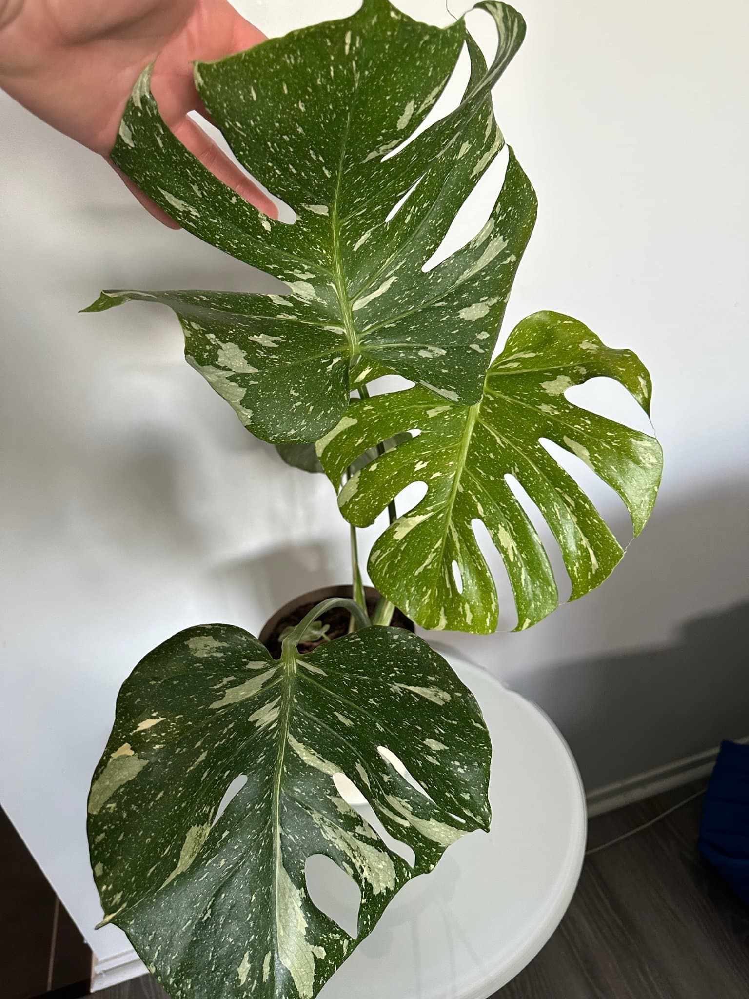 Monstera Thai Constellation