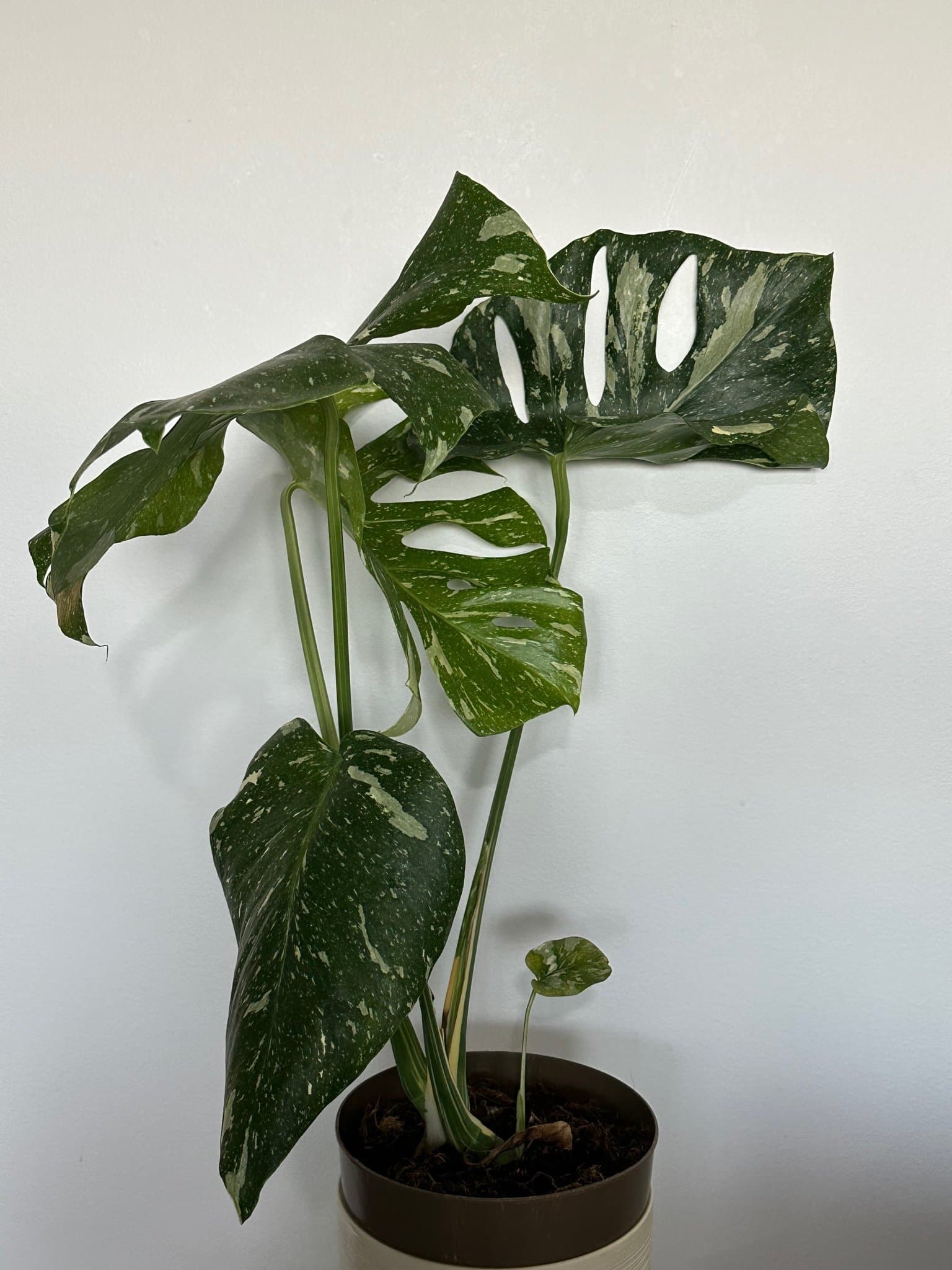 Monstera Thai Constellation