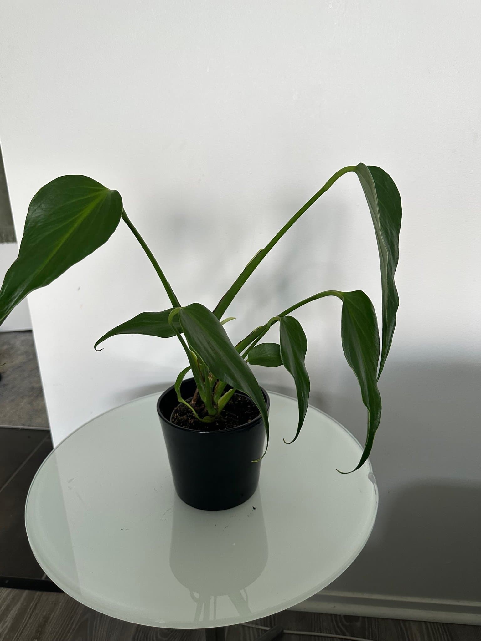 Monstera burle marx flame