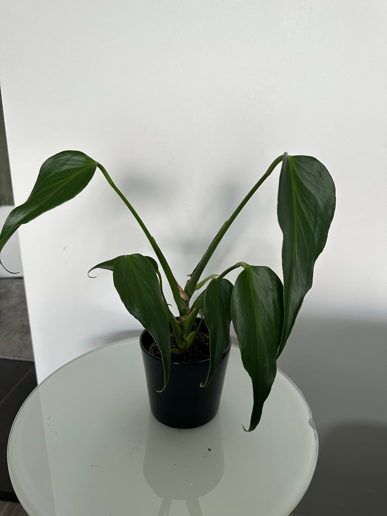Monstera burle marx flame
