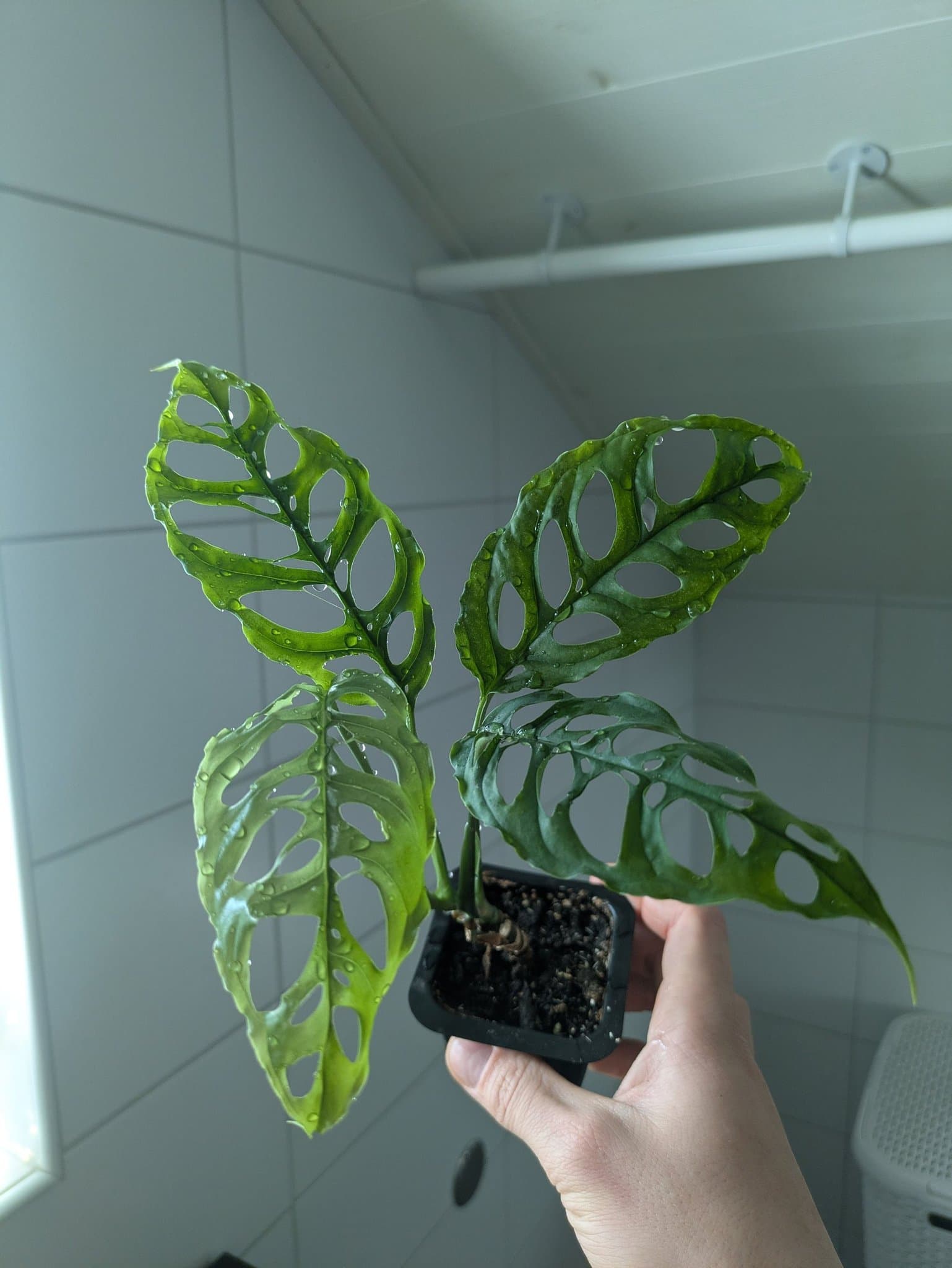 Monstera Peru