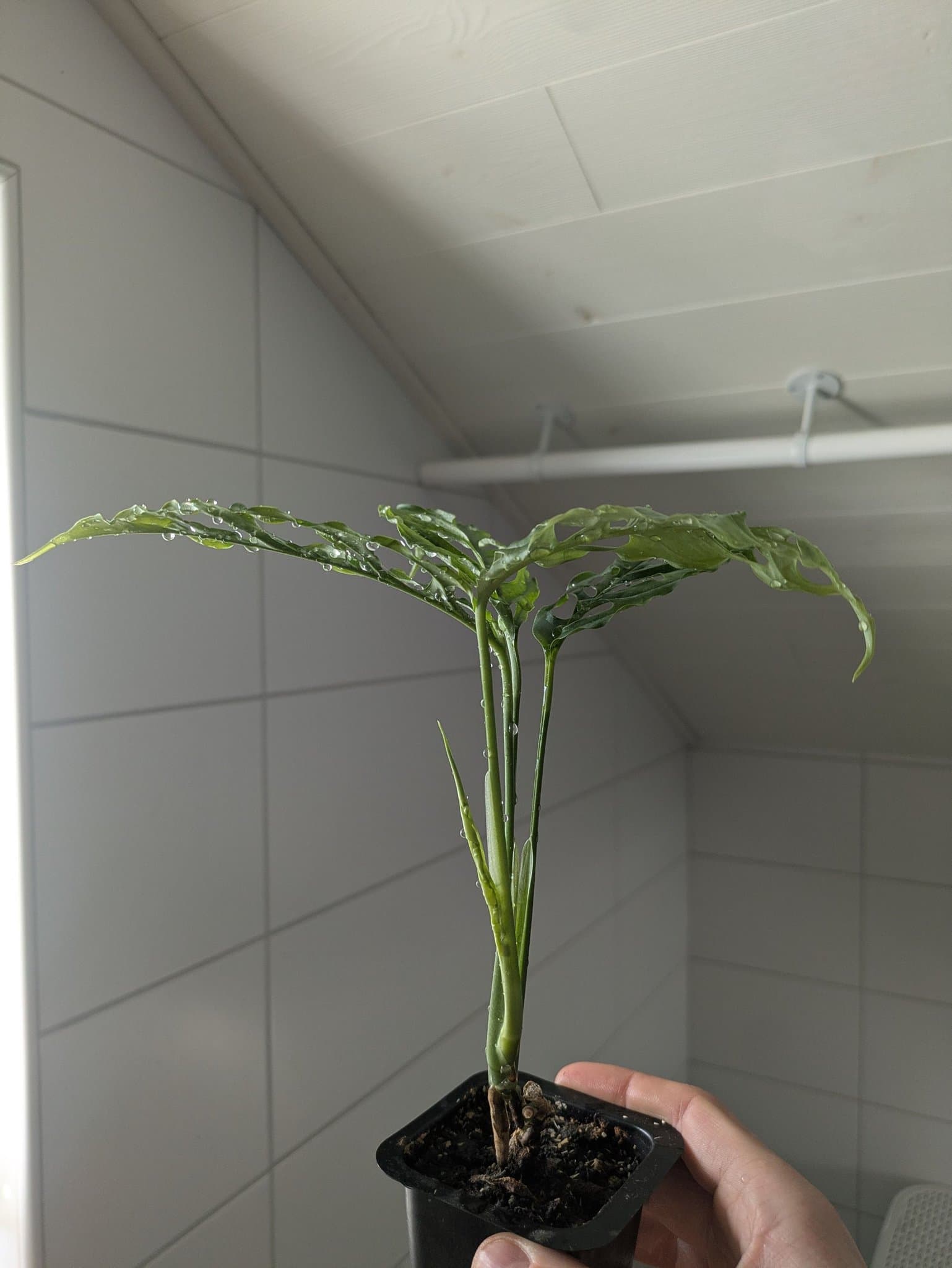 Monstera Peru
