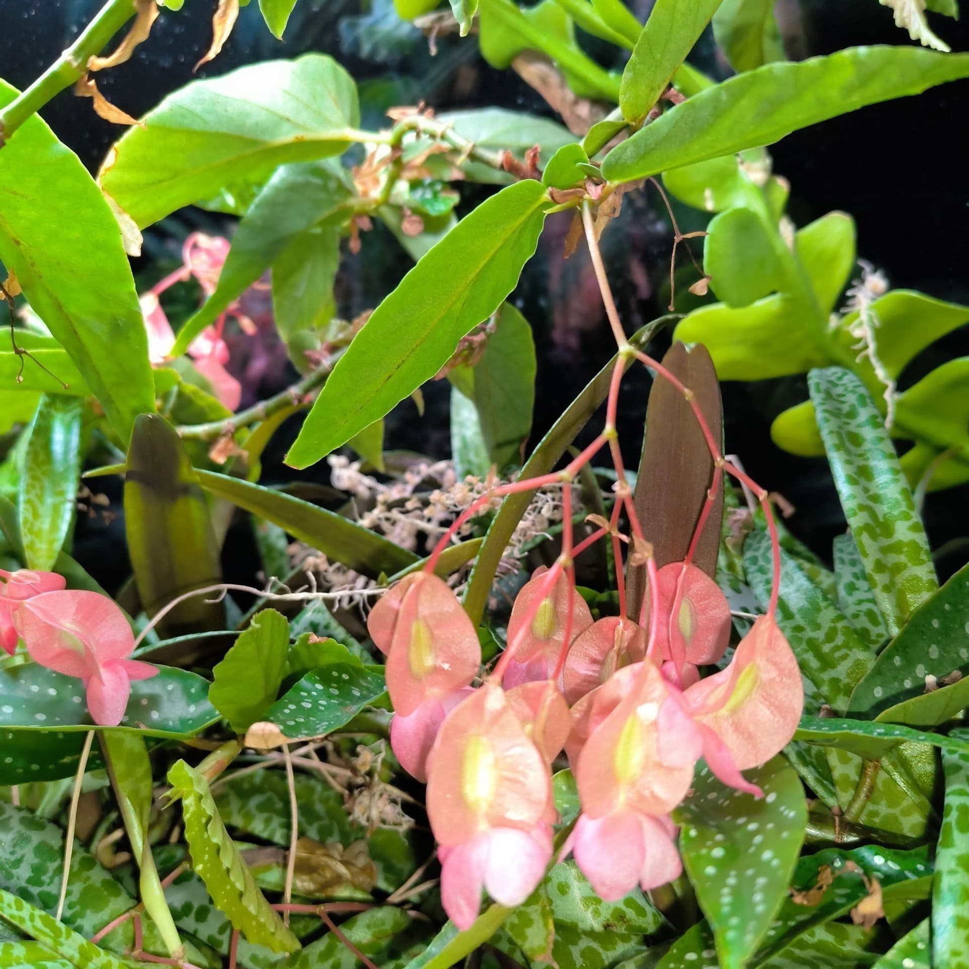 Begonia/prickbegonia, 2 st skott