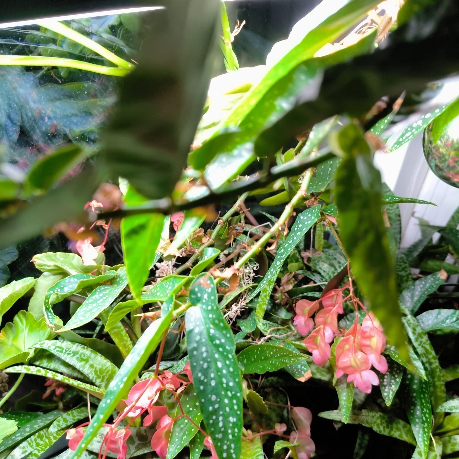 Begonia/prickbegonia, 2 st skott