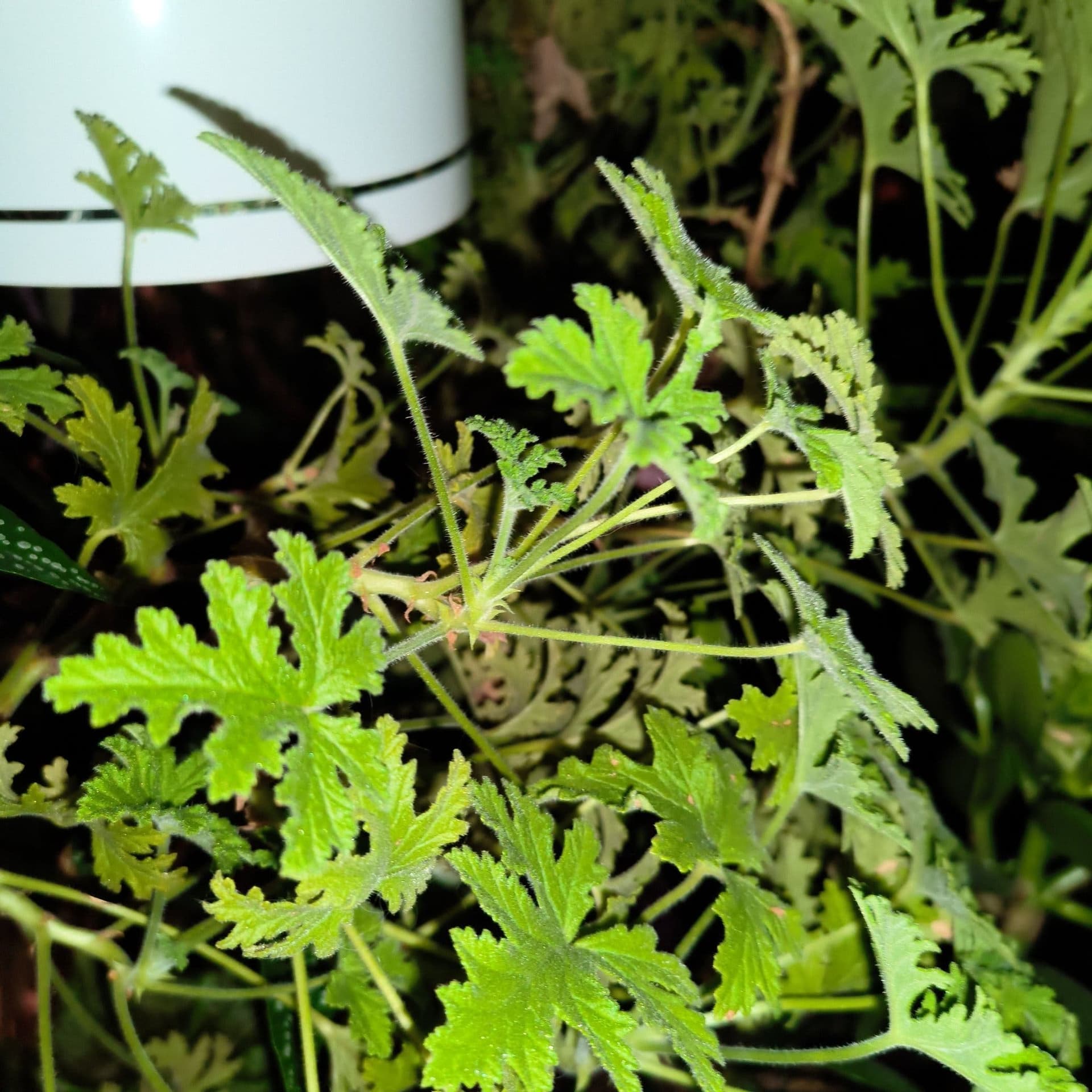 Rosengeranium/Dr Westerlunds, 2 st toppsticklingar