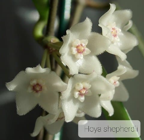 Hoya shepherdii sticklingar rotade