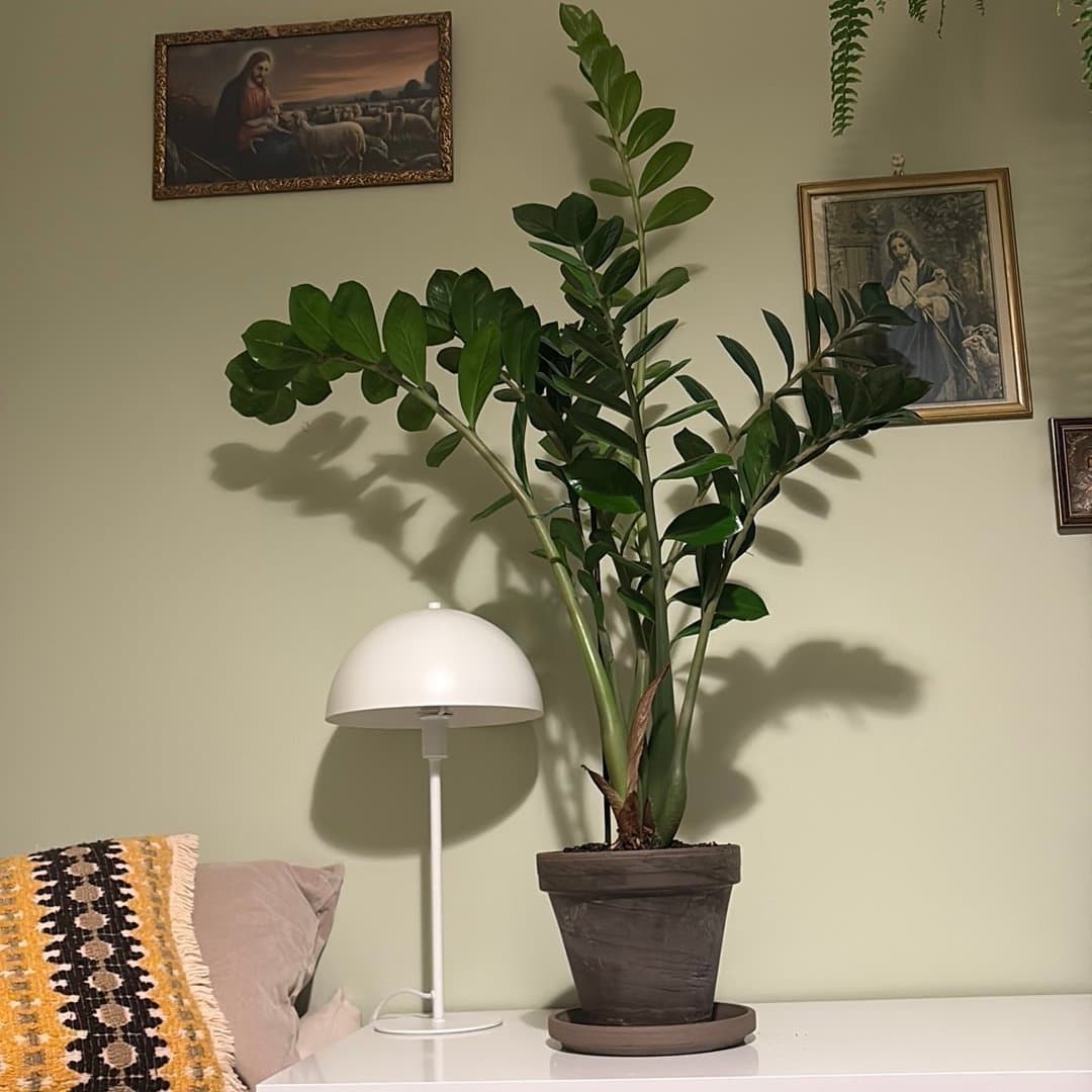 Max 120 cm lång - Mellanstor garderobsblomma inkl. kruka!