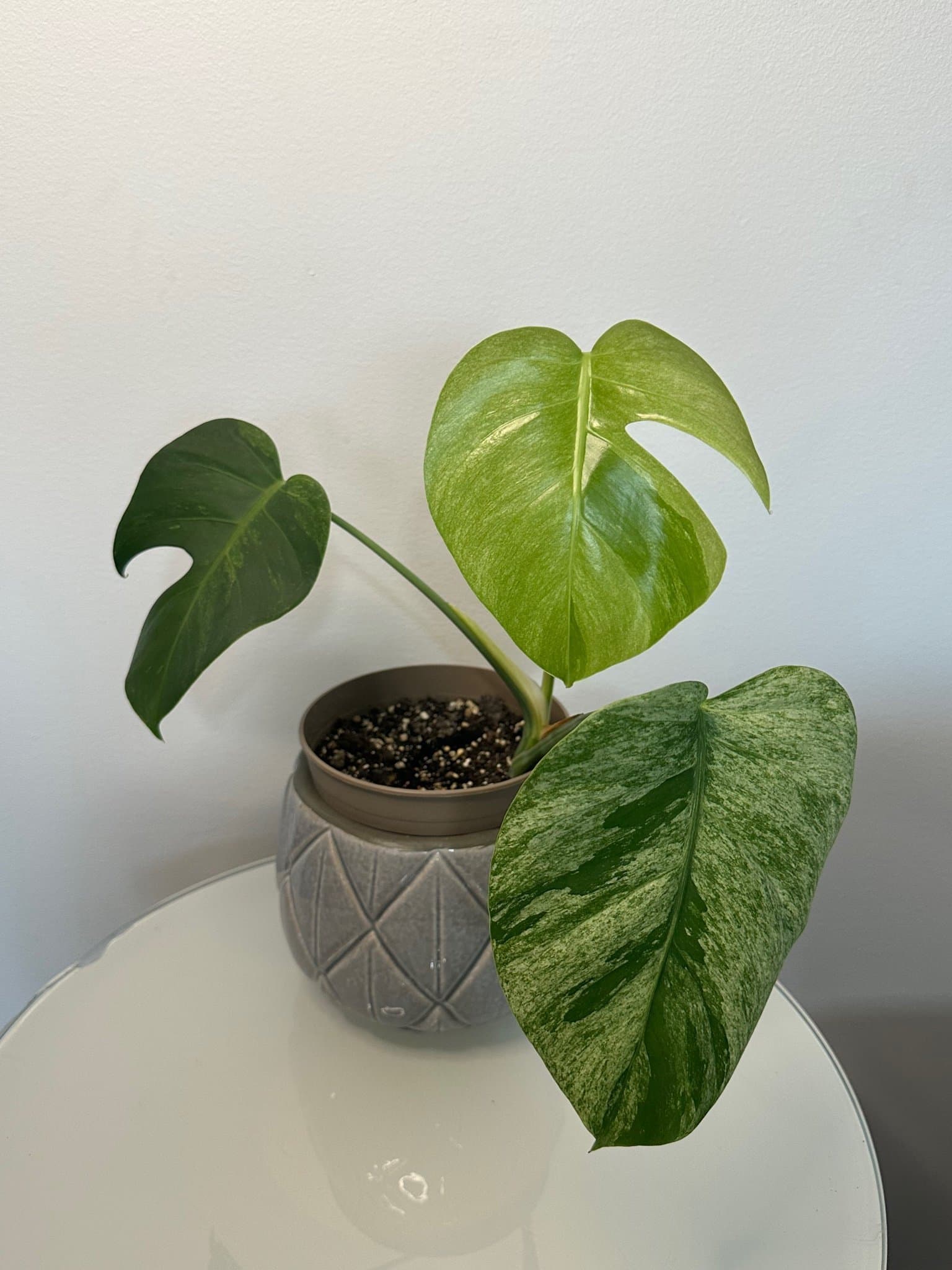 Monstera Jungle Mint ejtc