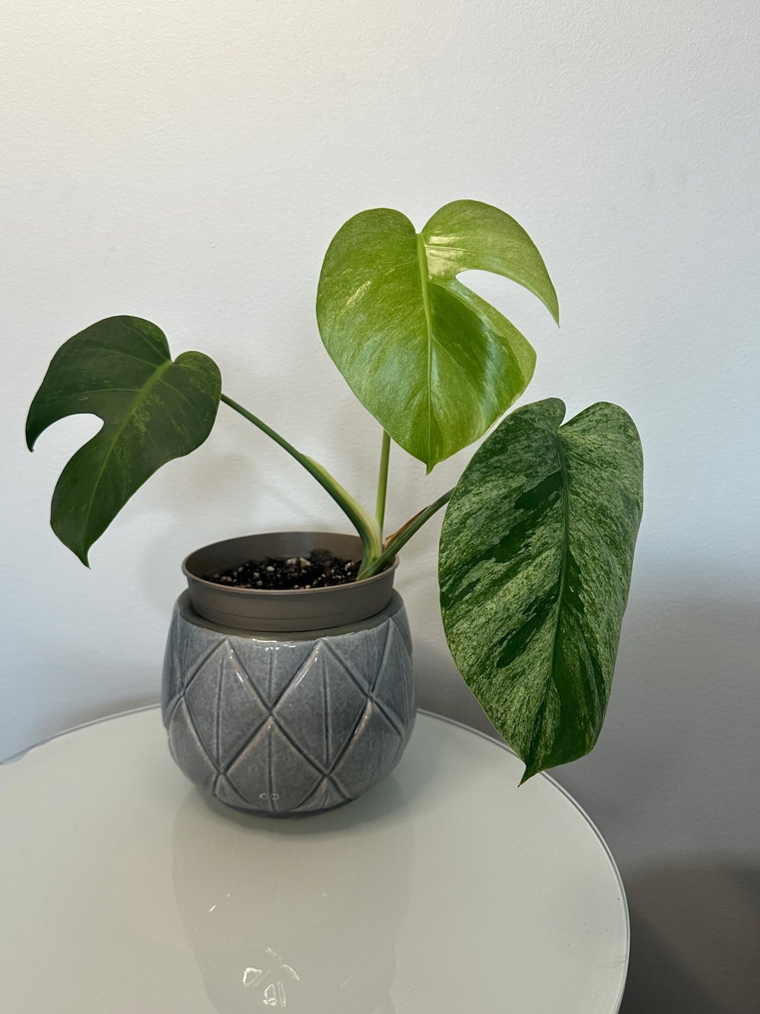 Monstera Jungle Mint ejtc