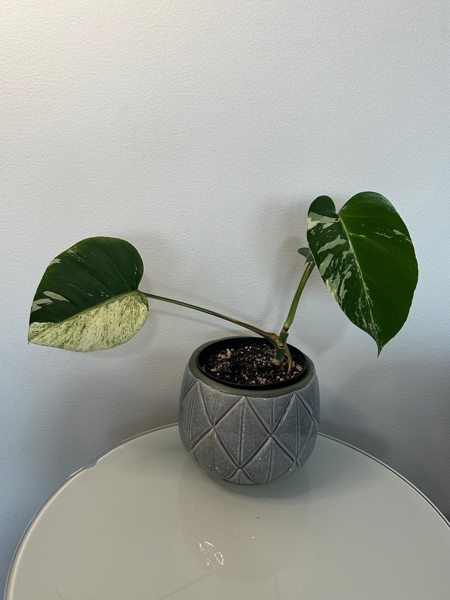 Monstera Jungle Mint ejtc