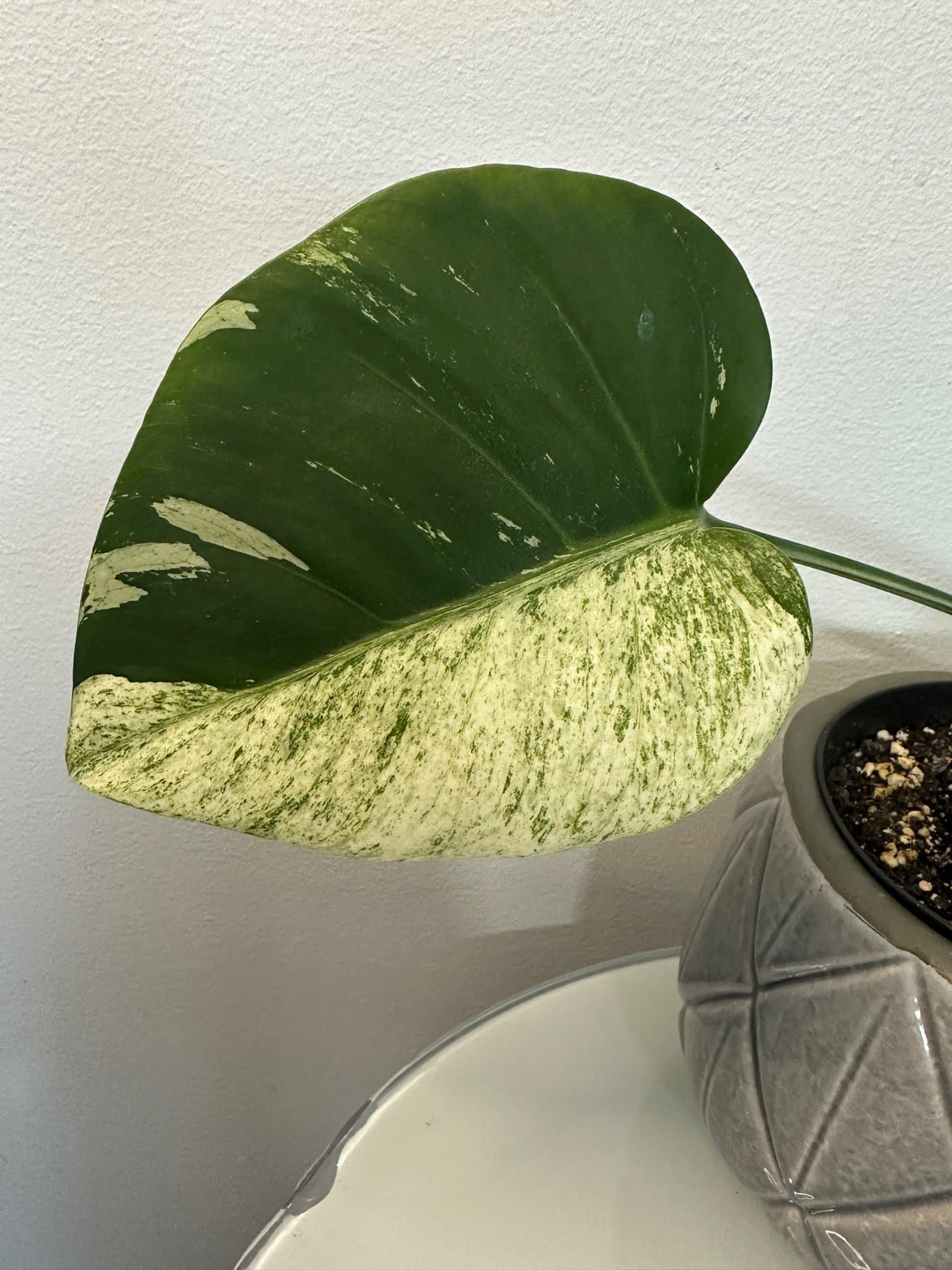 Monstera Jungle Mint ejtc