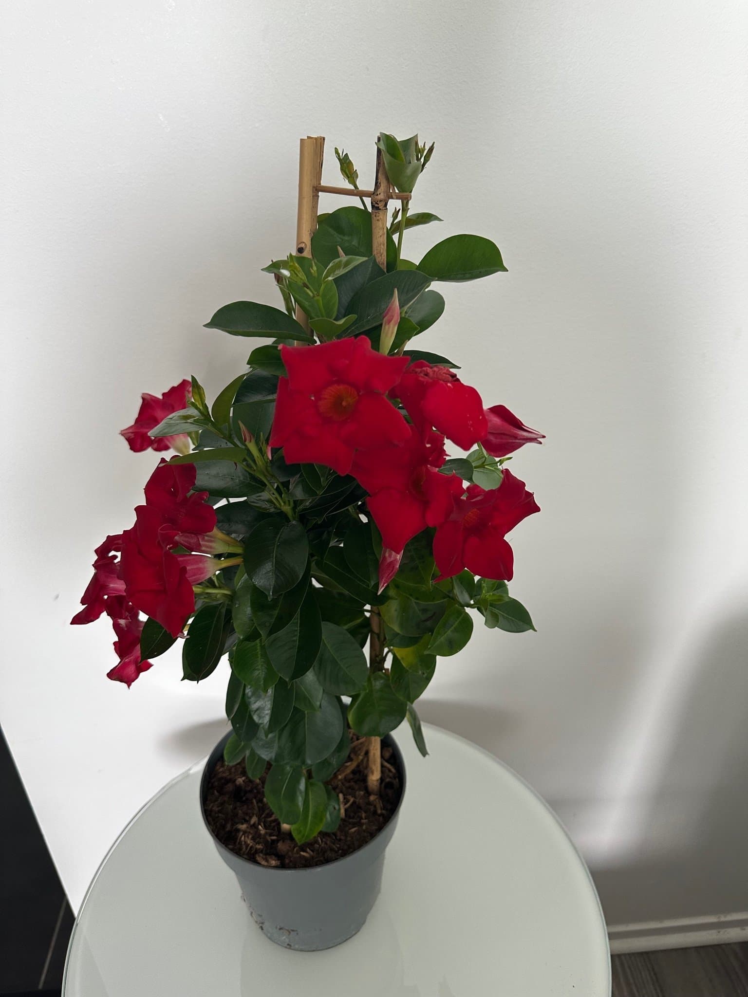 Dipladenia classic red summandecrim