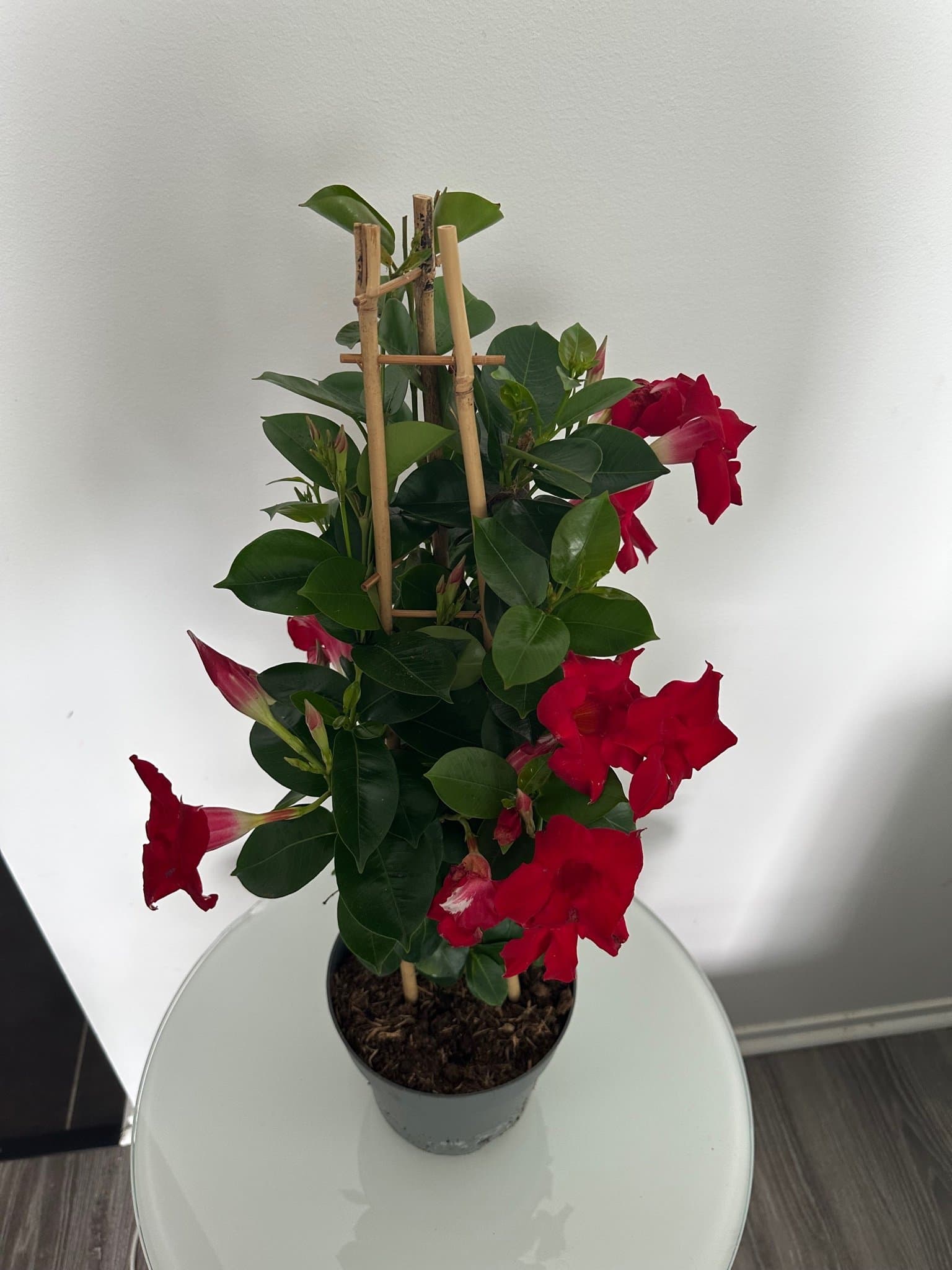 Dipladenia classic red summandecrim