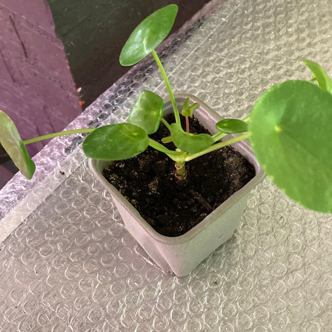Pilea Peperomioides