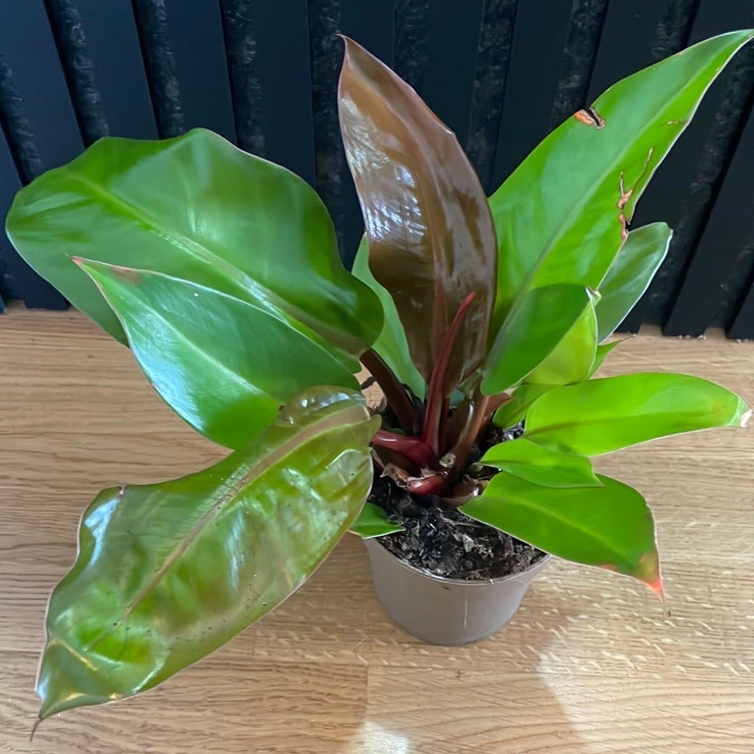 Philodendron 'Princ off orange krukväxt