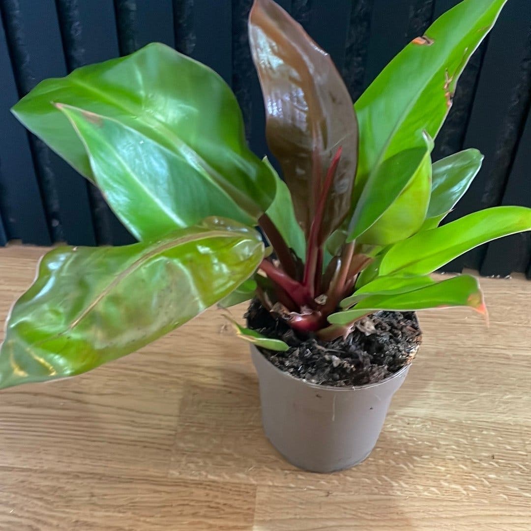 Philodendron 'Princ off orange krukväxt