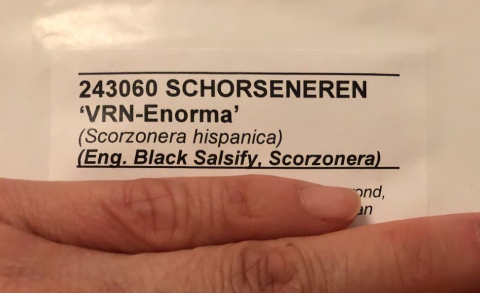8 st Plantor av Svartrot 'VRN-Enorma' (Scorzonera hispanica) Avhämtning ok